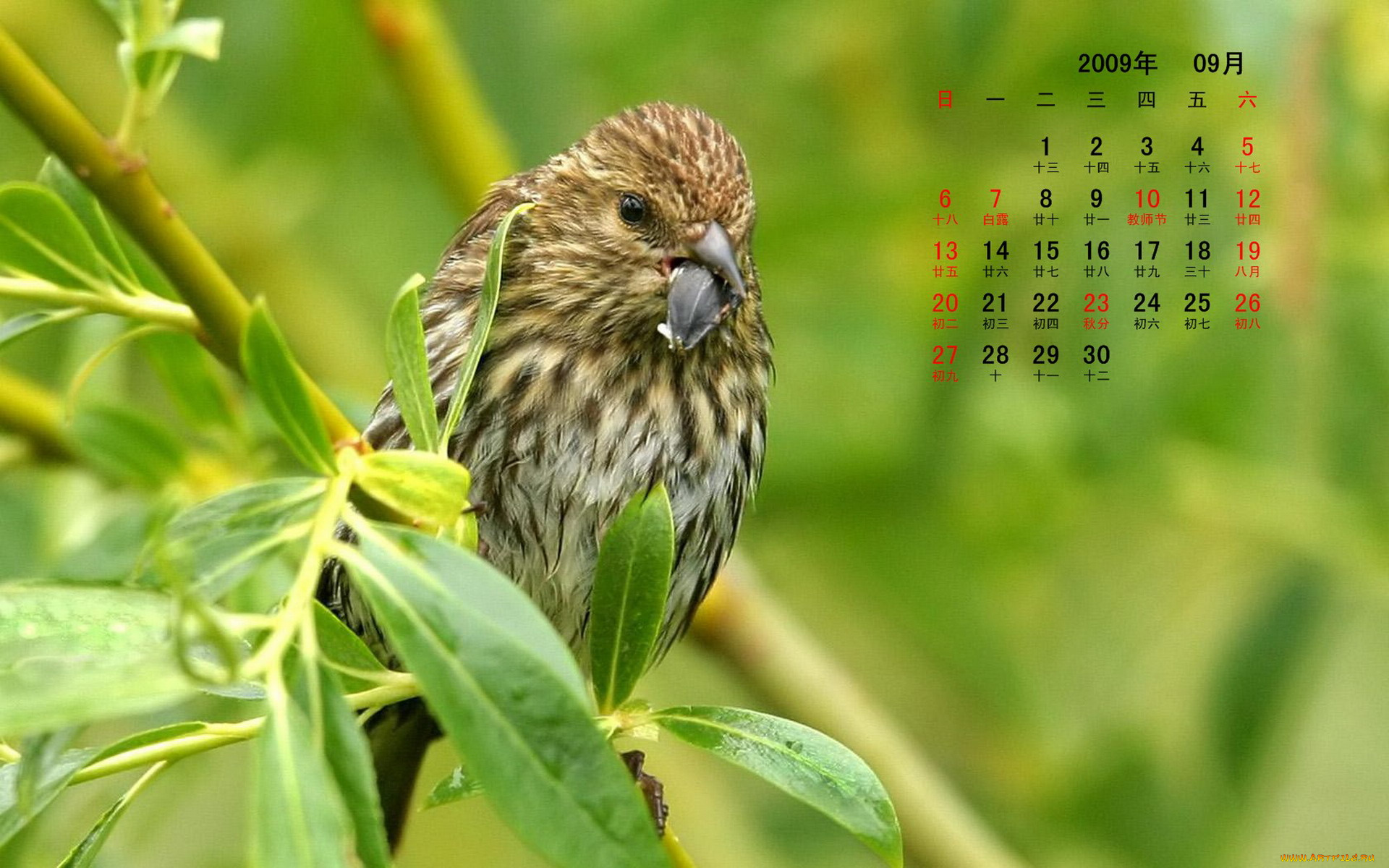 календари, животные