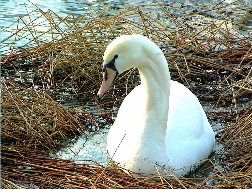 животные, лебеди