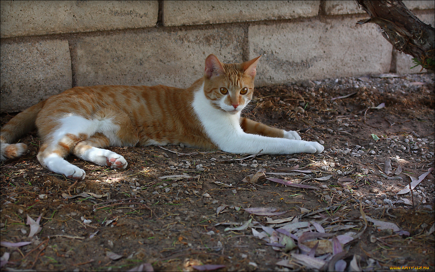 животные, коты