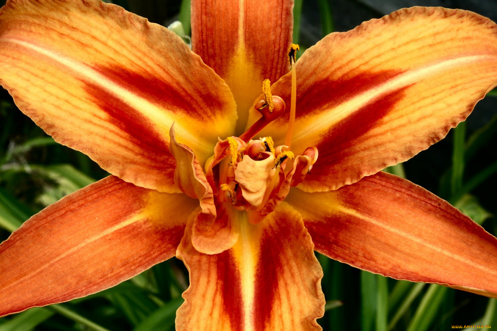 цветы, лилии, лилейники