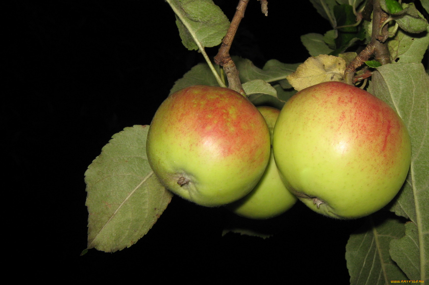 природа, плоды, ветка