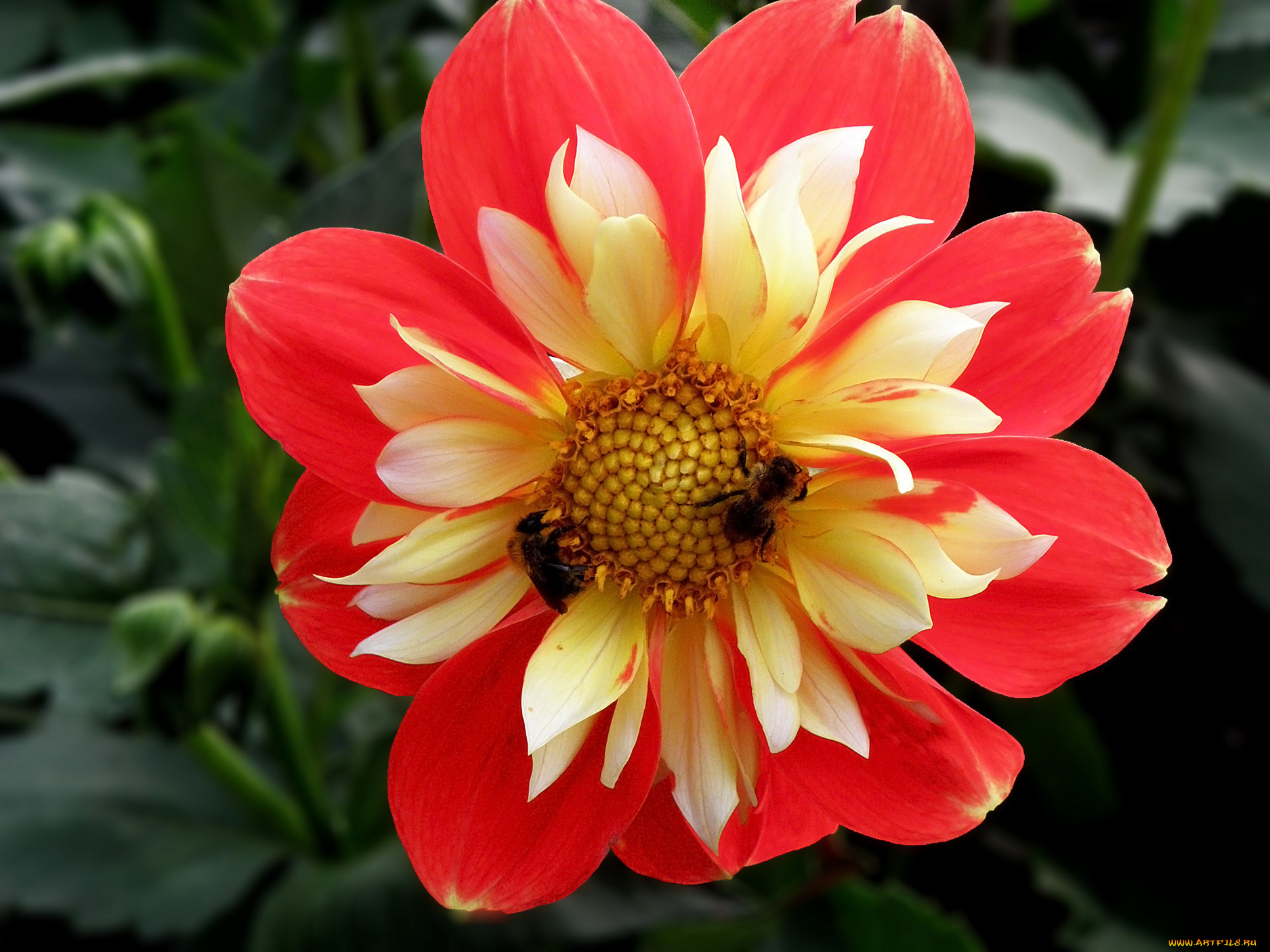 цветы, георгины