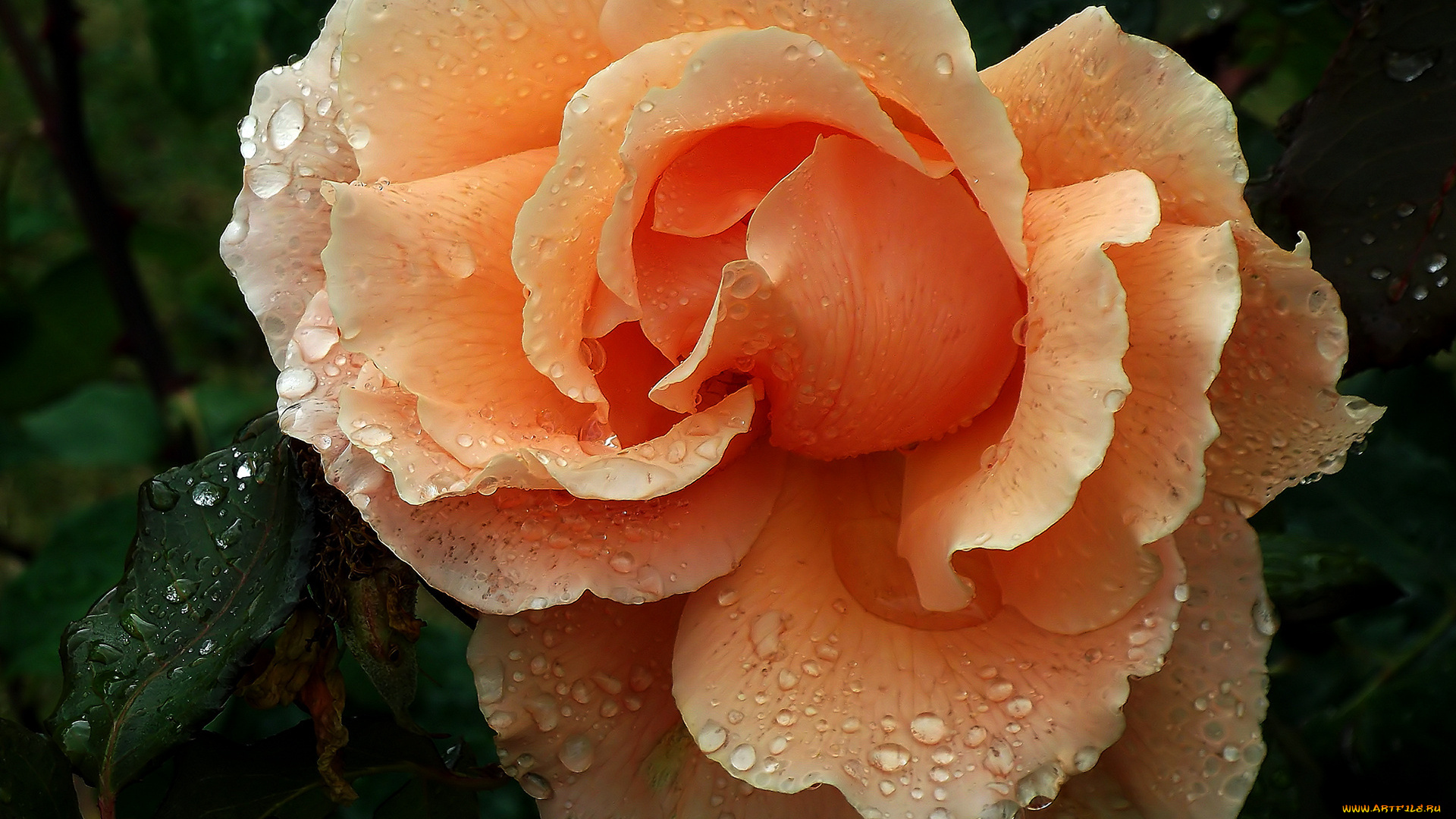 цветы, розы