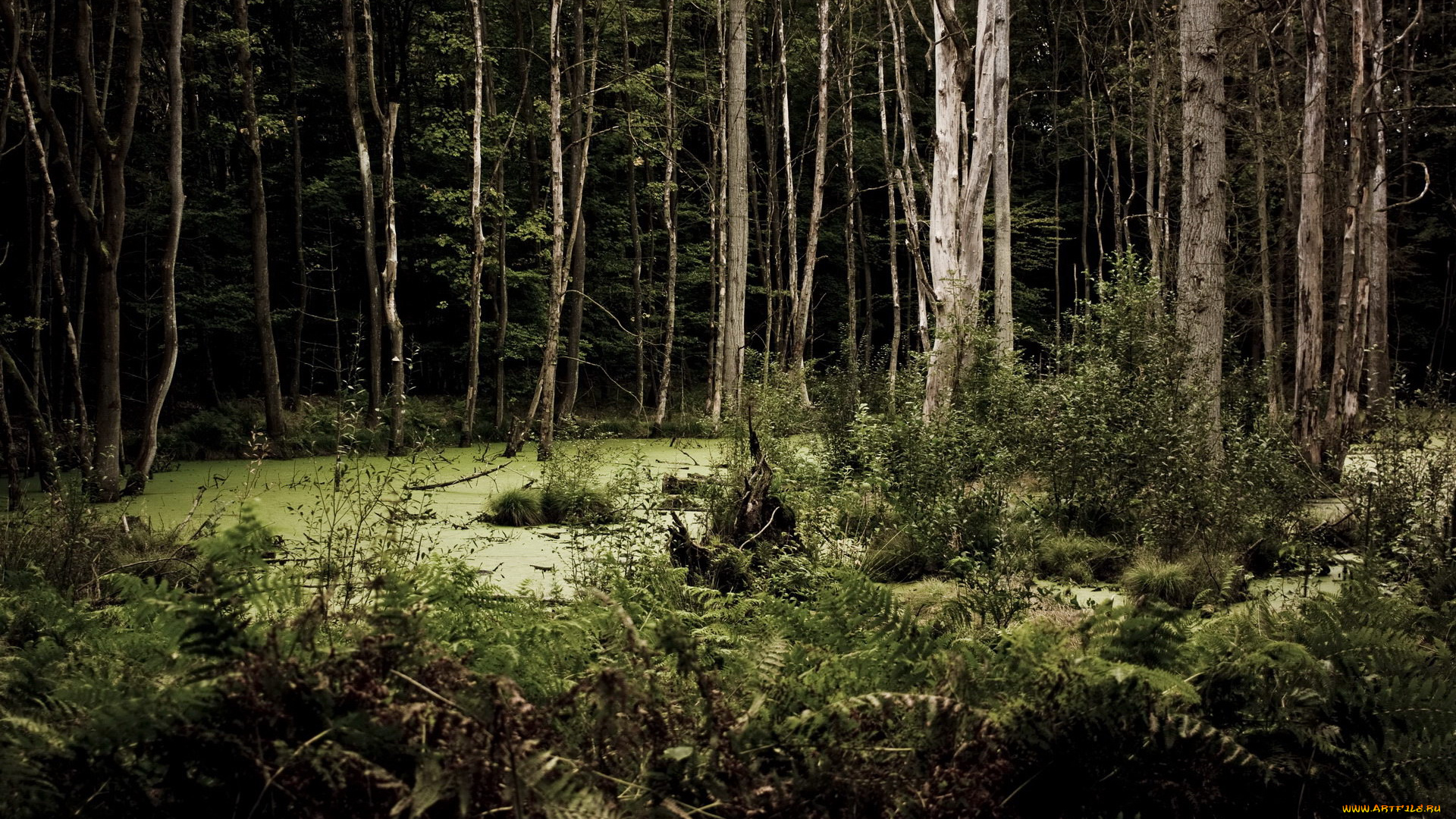 природа, лес, болото