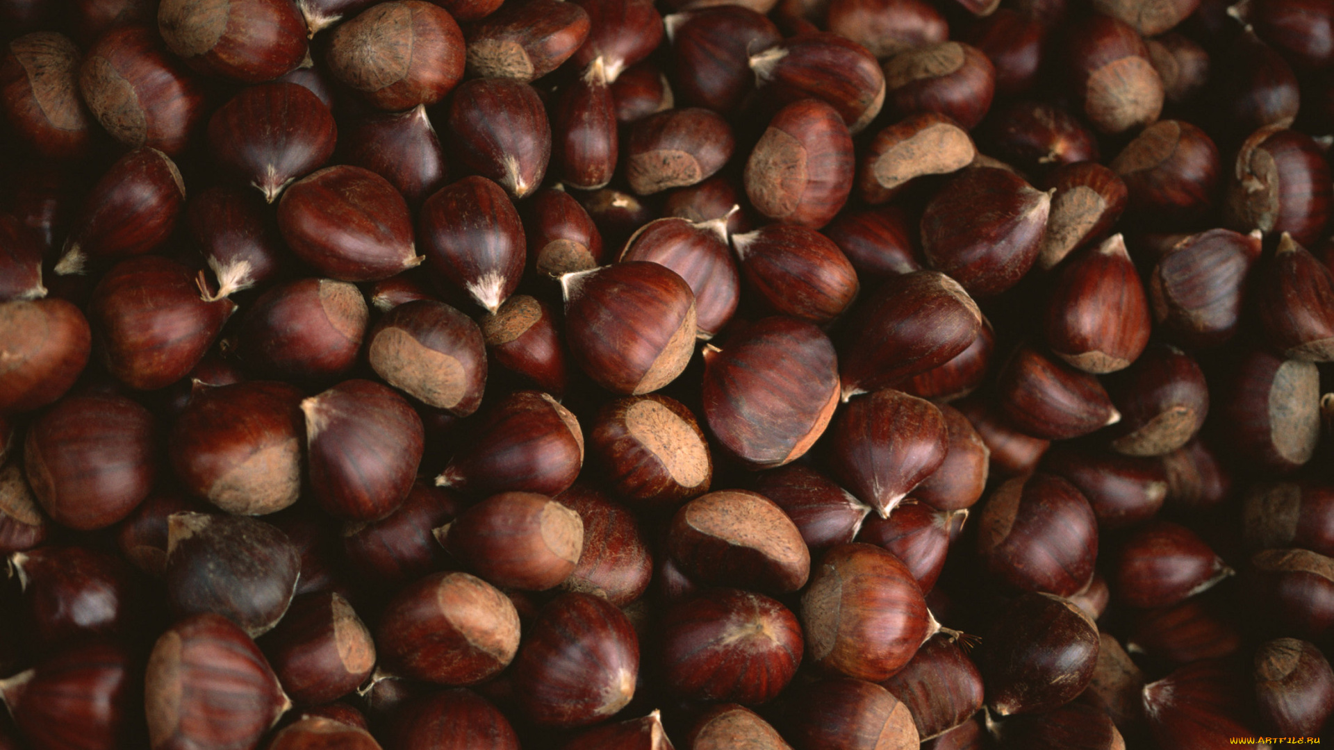 природа, шишки, жёлуди, каштаны