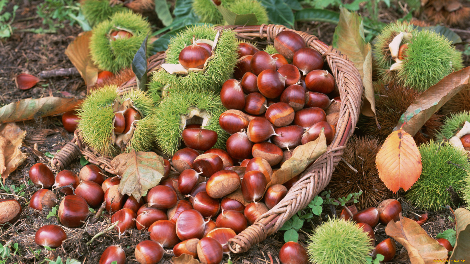 природа, шишки, жёлуди, каштаны