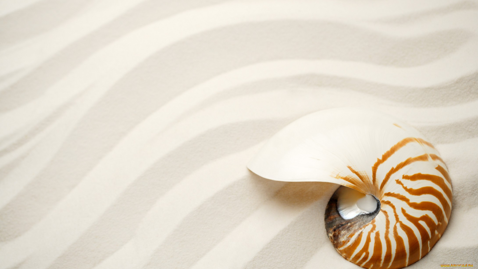 разное, ракушки, кораллы, декоративные, spa, камни