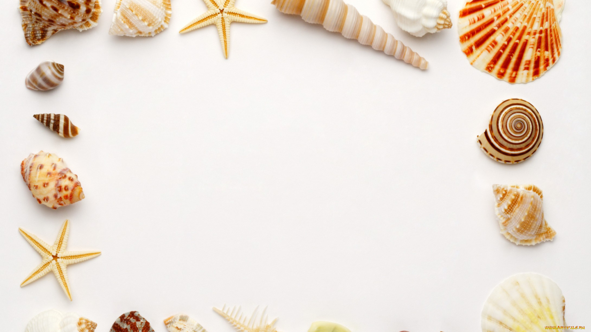 разное, ракушки, кораллы, декоративные, spa, камни