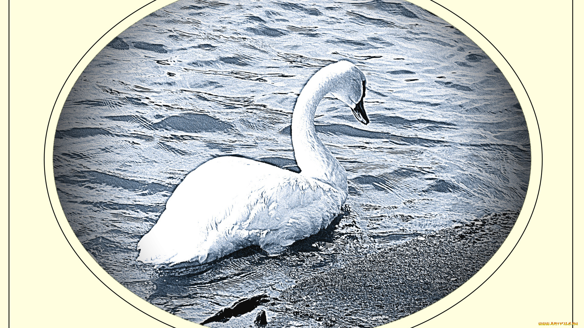 рисованные, животные, птицы, лебеди, лебедь