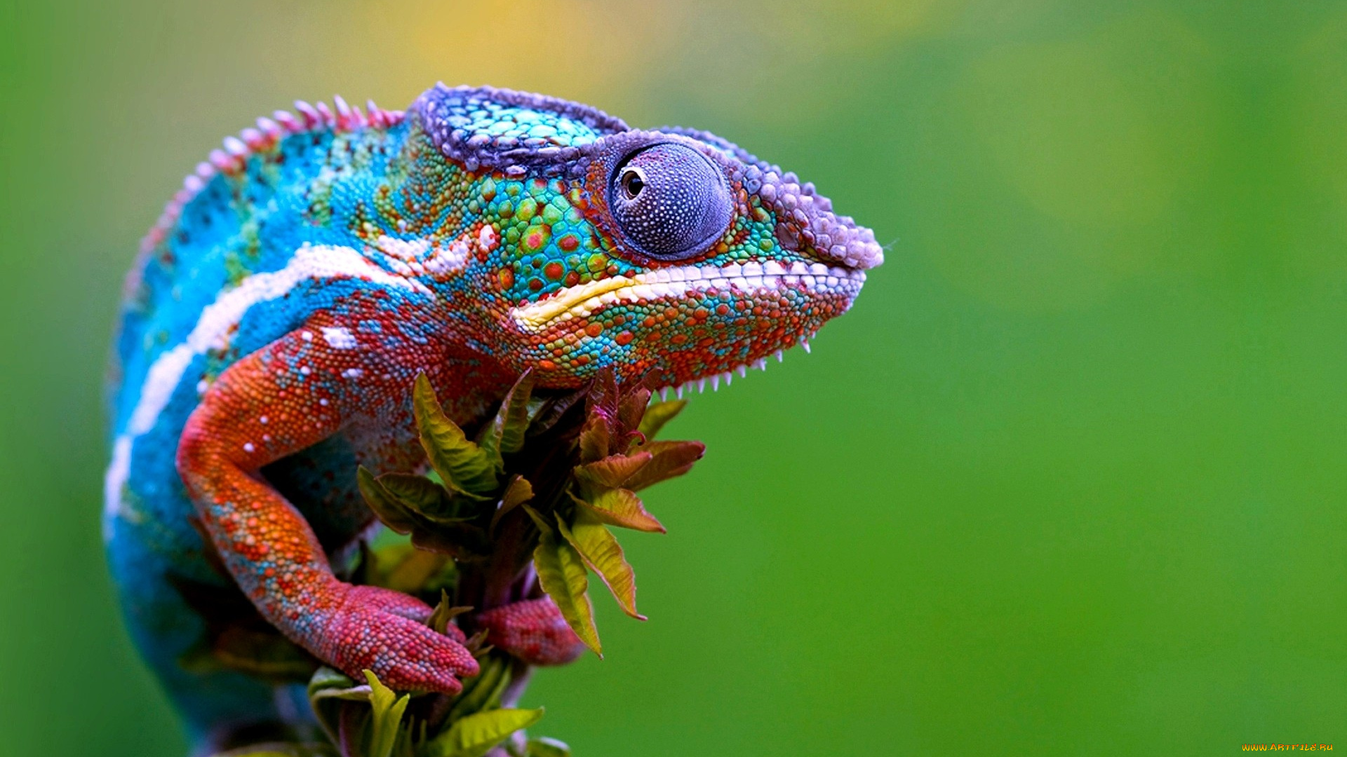 животные, хамелеоны, глаза, разноцветный