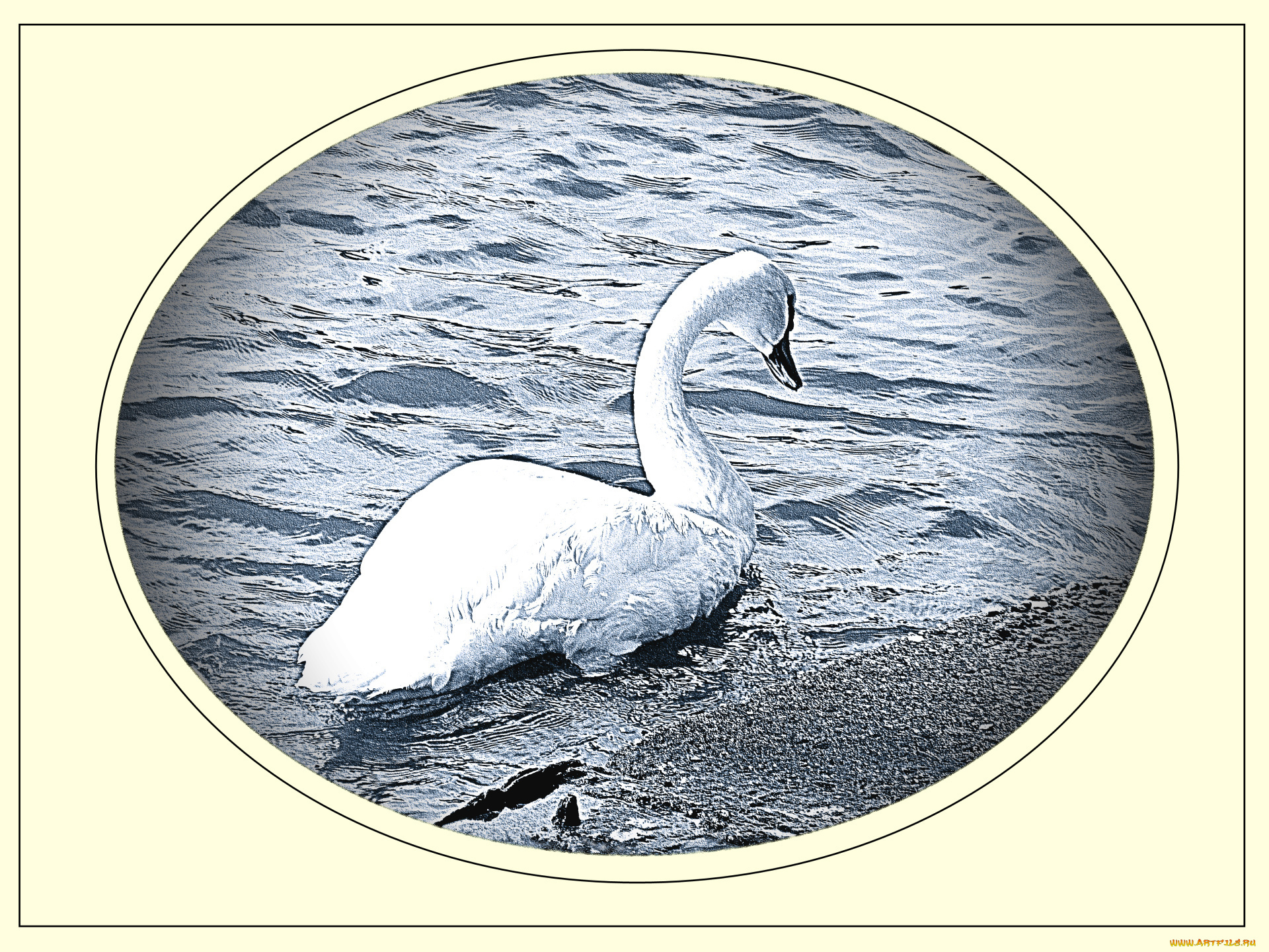 рисованные, животные, птицы, лебеди, лебедь