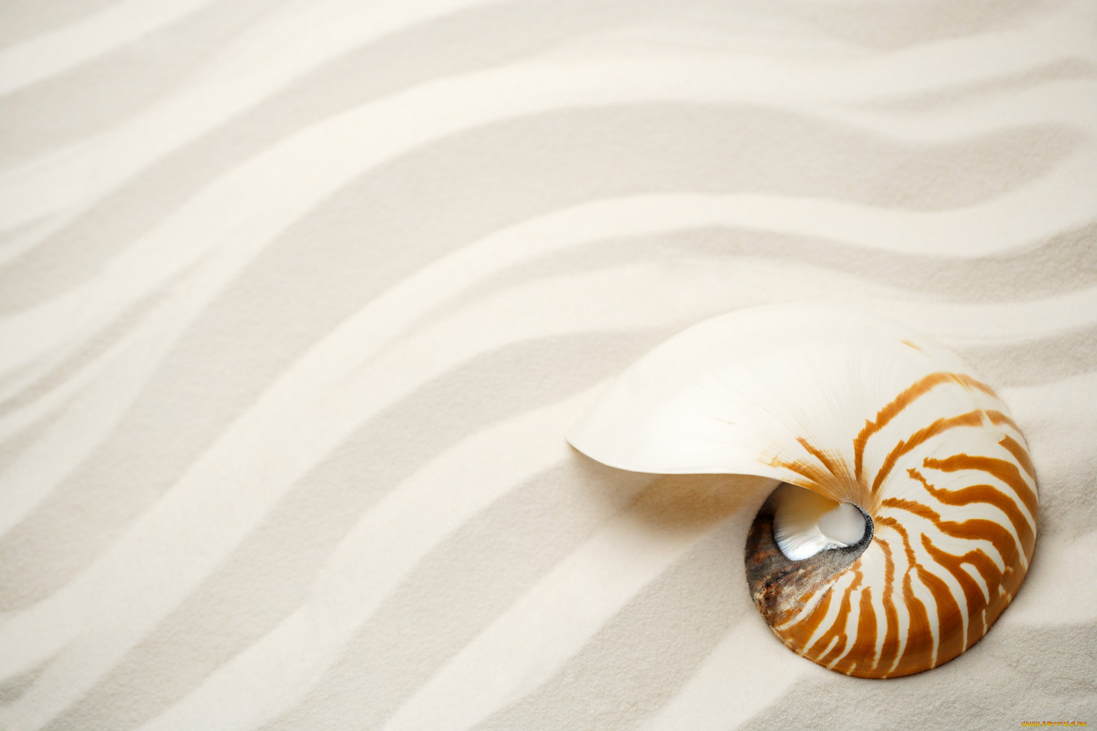 разное, ракушки, кораллы, декоративные, spa, камни