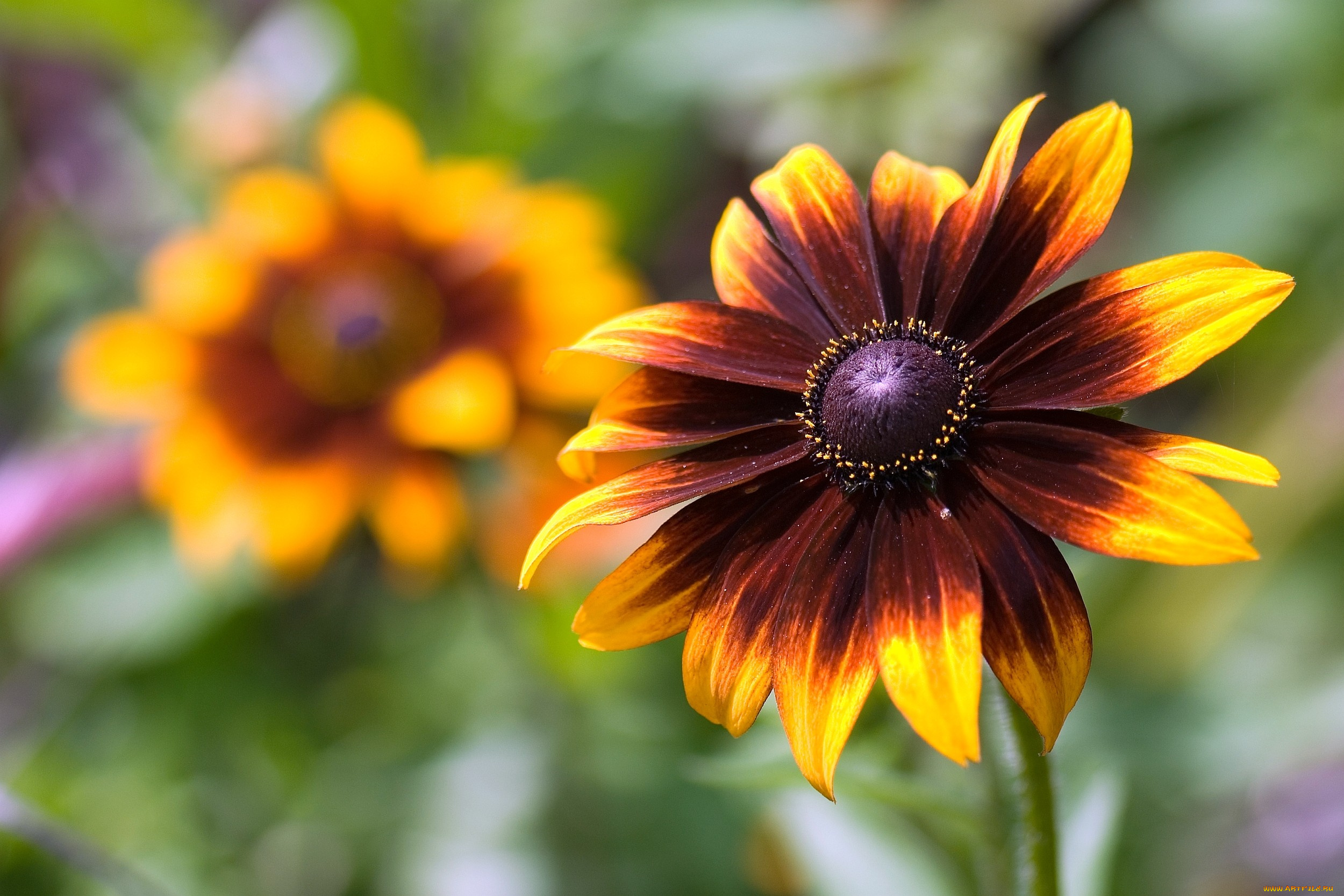 цветы, рудбекия, оранжевый, коричневый