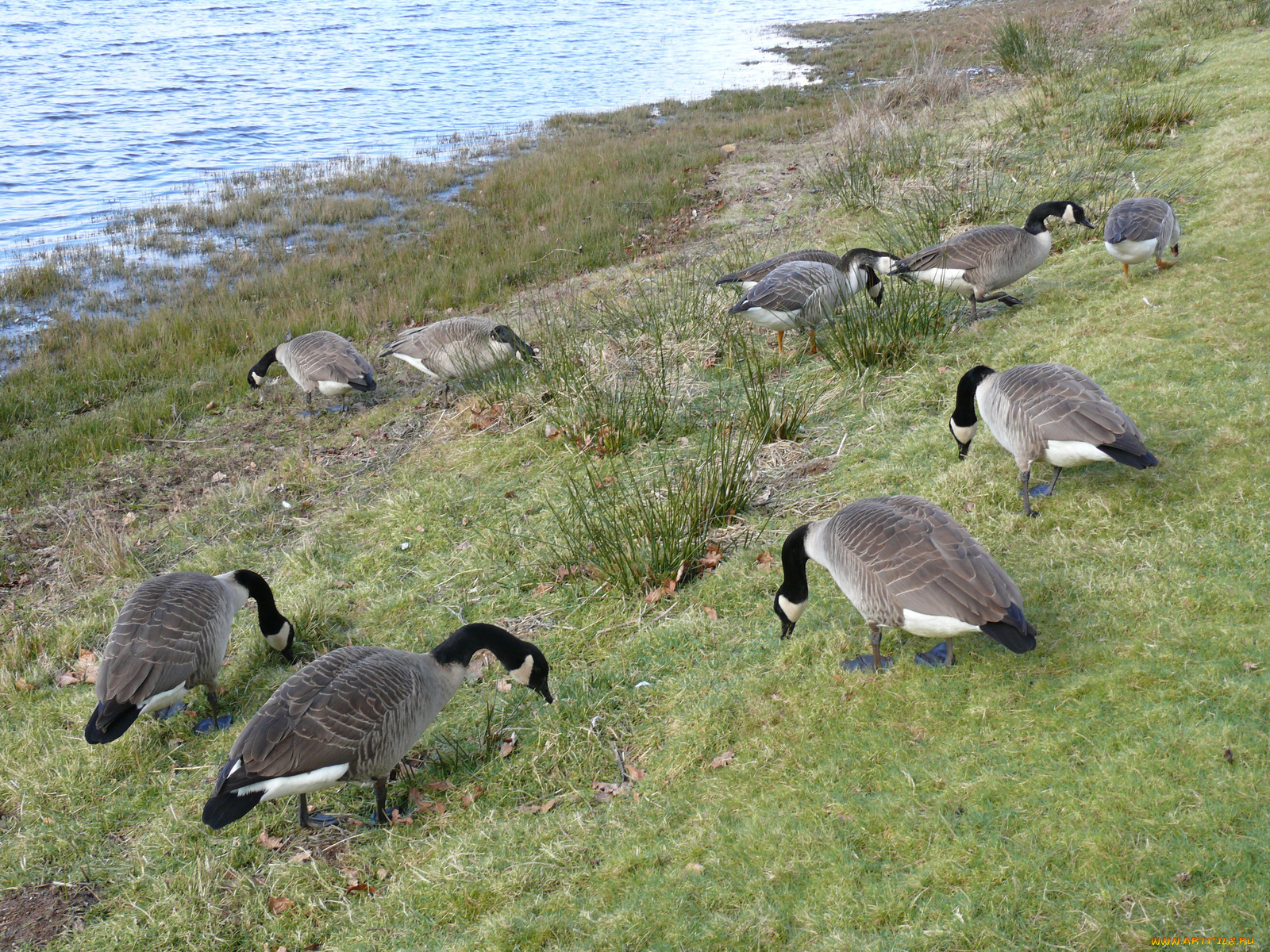 животные, гуси