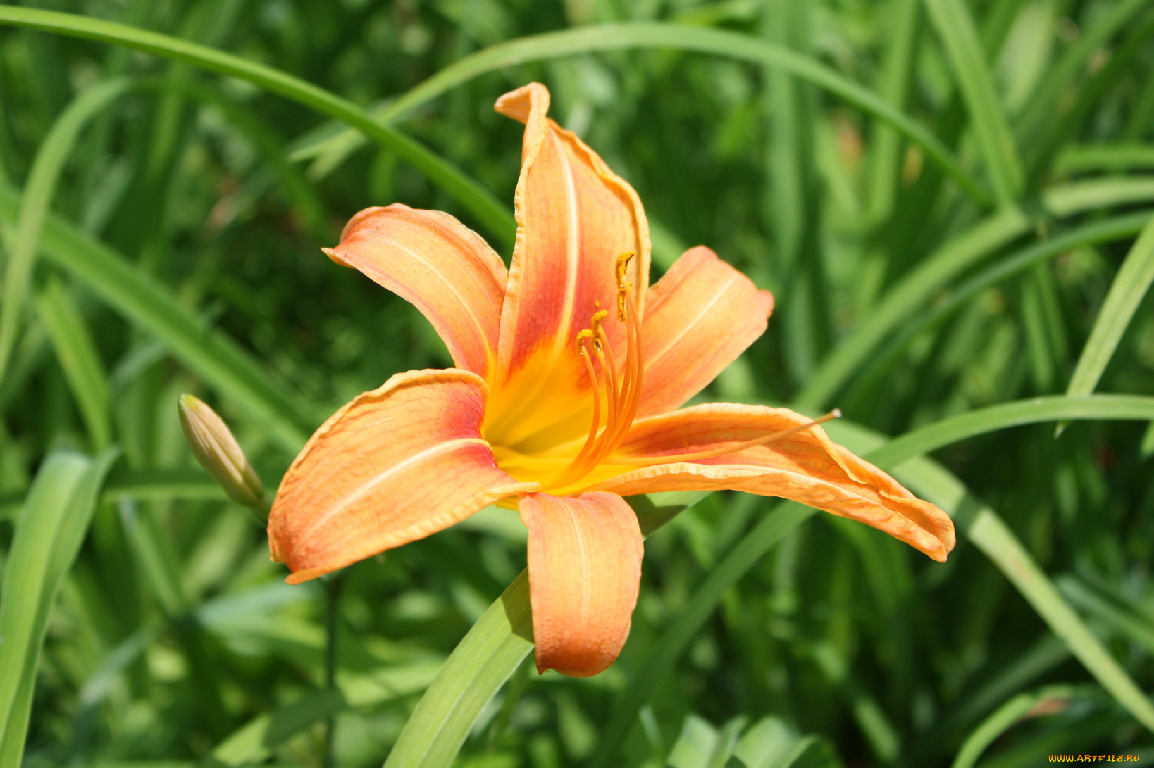 цветы, лилии, лилейники, лилия