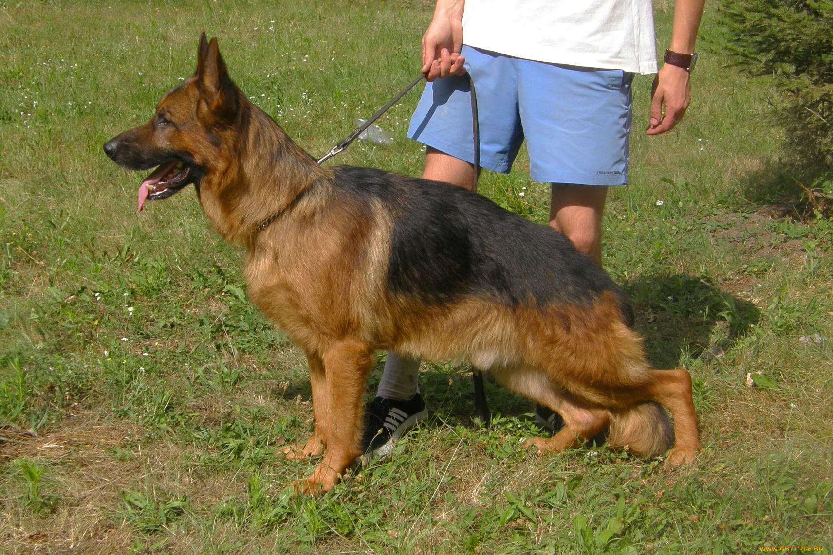 животные, собаки, собака