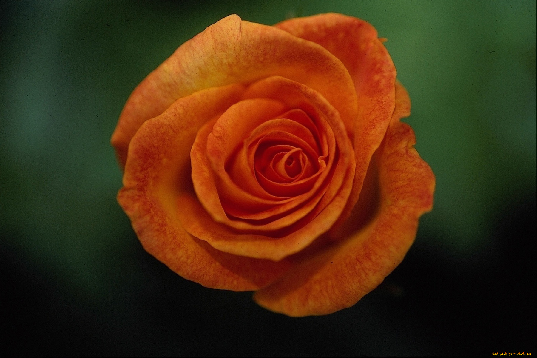 цветы, розы, макро