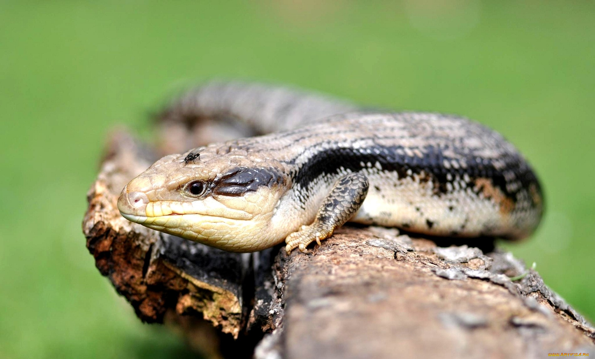 животные, Ящерицы, игуаны, вараны, лапки, кожа, муха