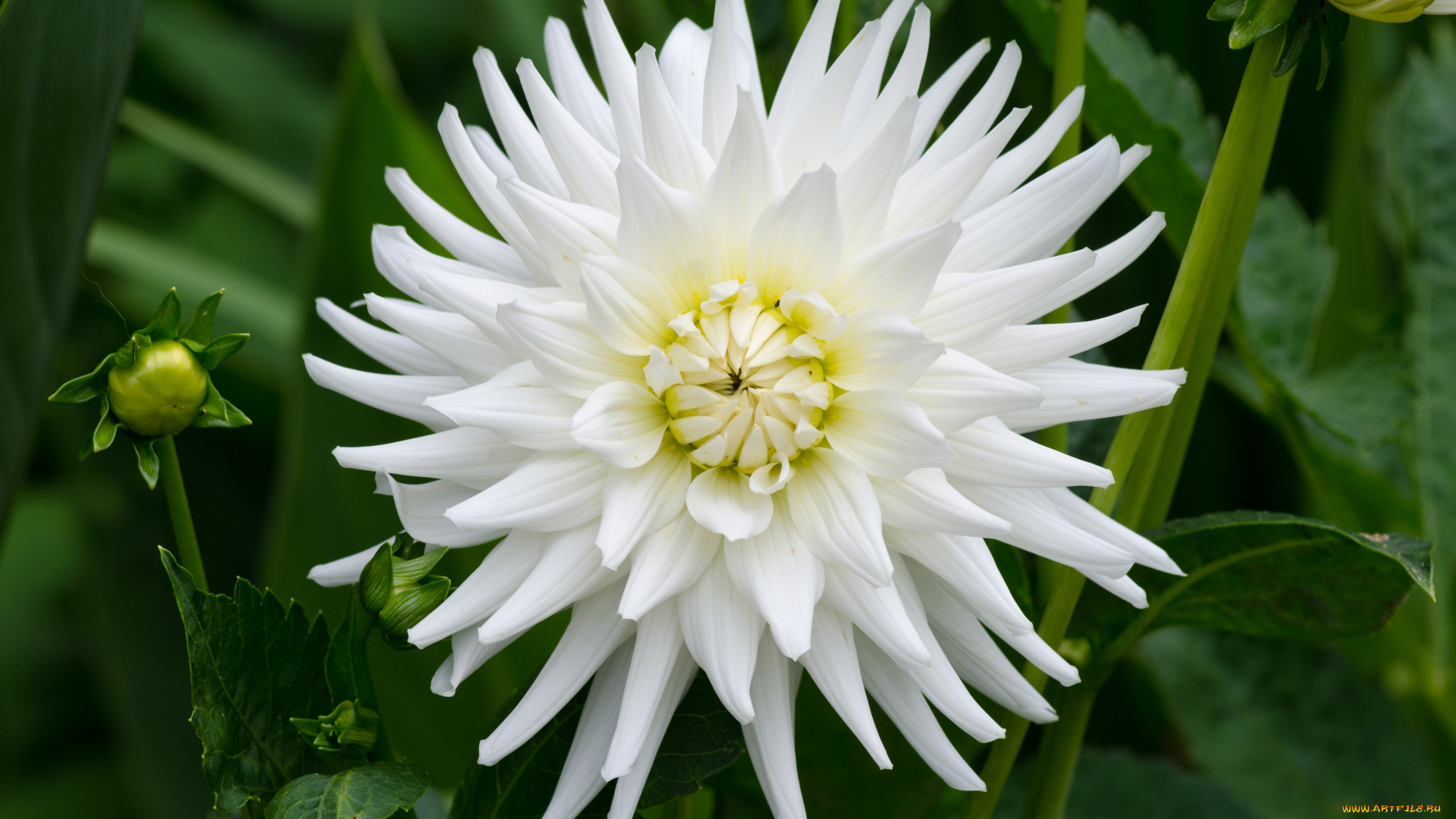 цветы, георгины, белый