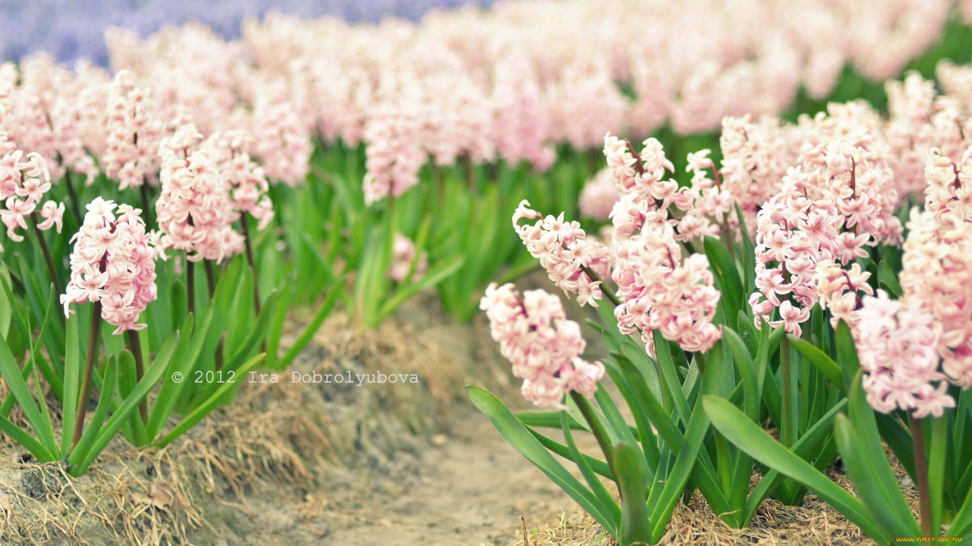 цветы, гиацинты, бледно-розовый