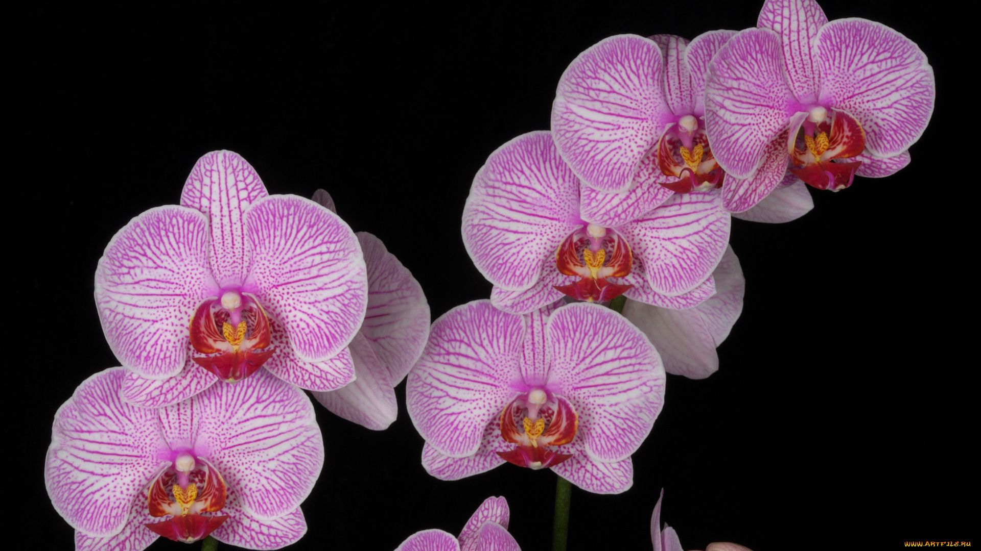 цветы, орхидеи, розовый, ветки