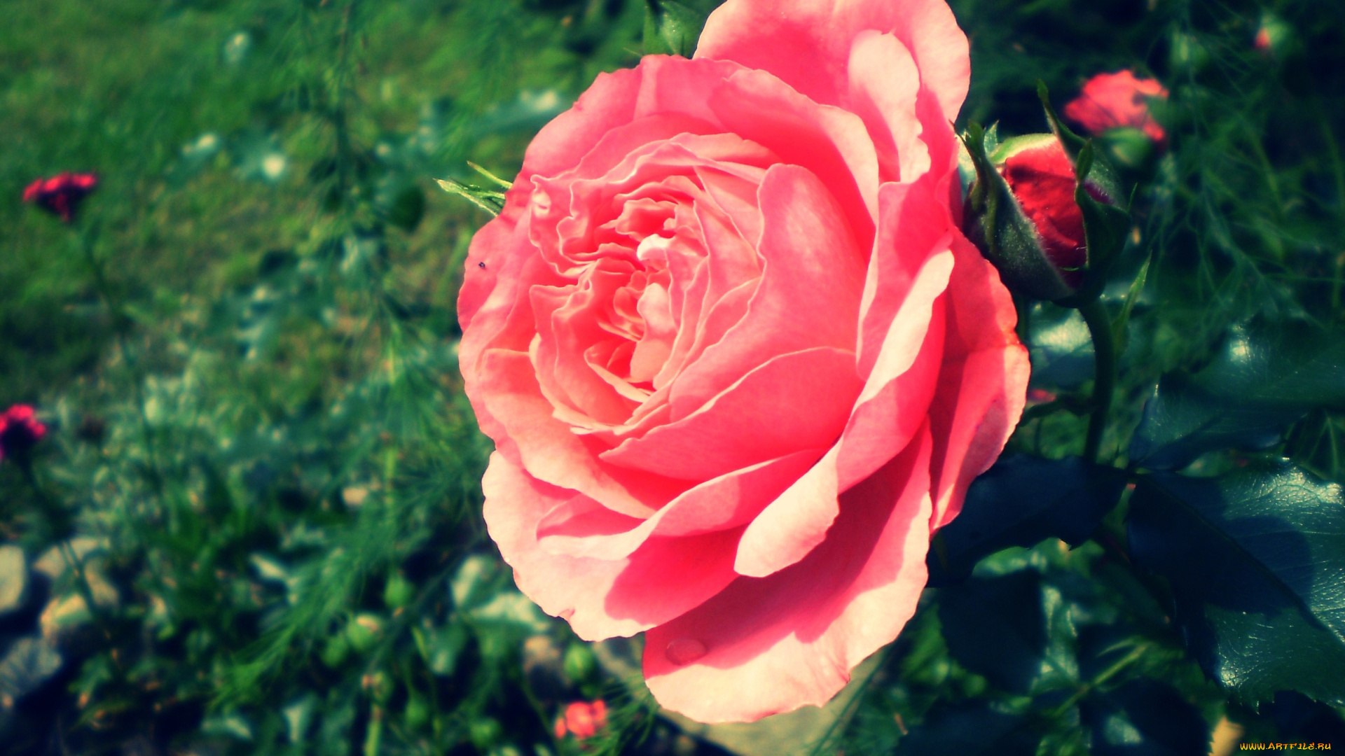 цветы, розы, бутоны, куст, роза