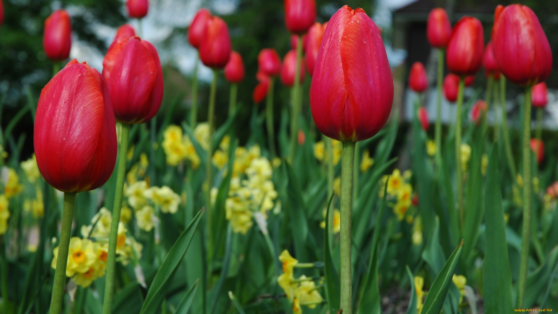 цветы, тюльпаны, красный