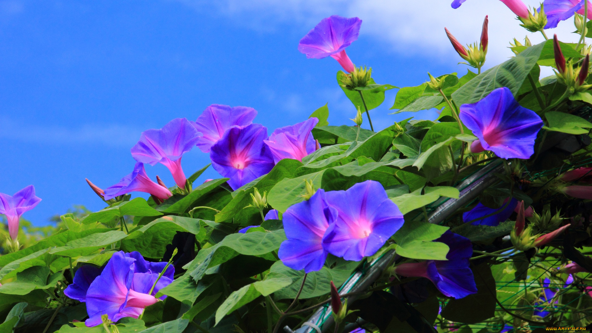 цветы, вьюнки, ипомеи