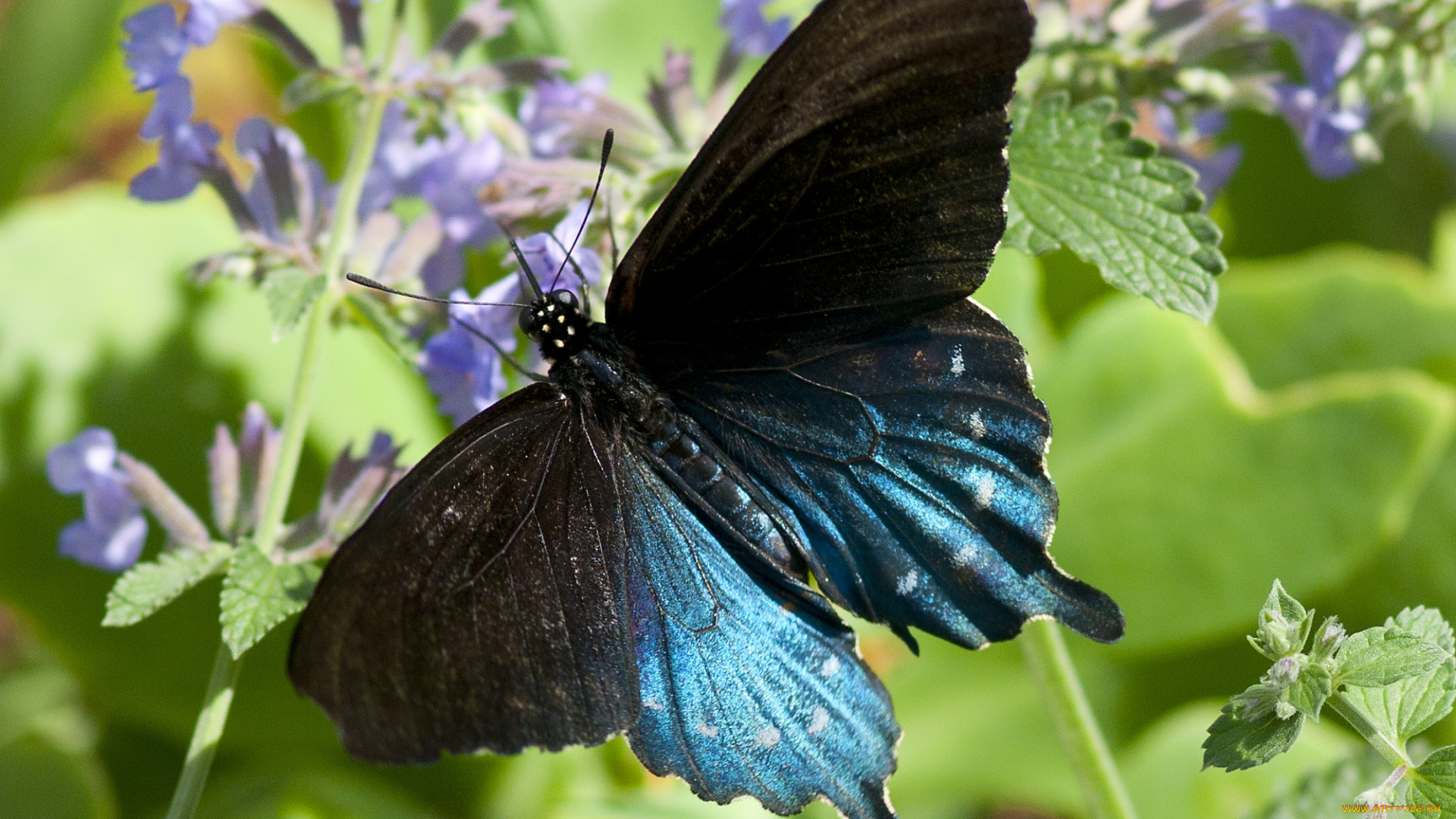 животные, бабочки, крылья, бархатный