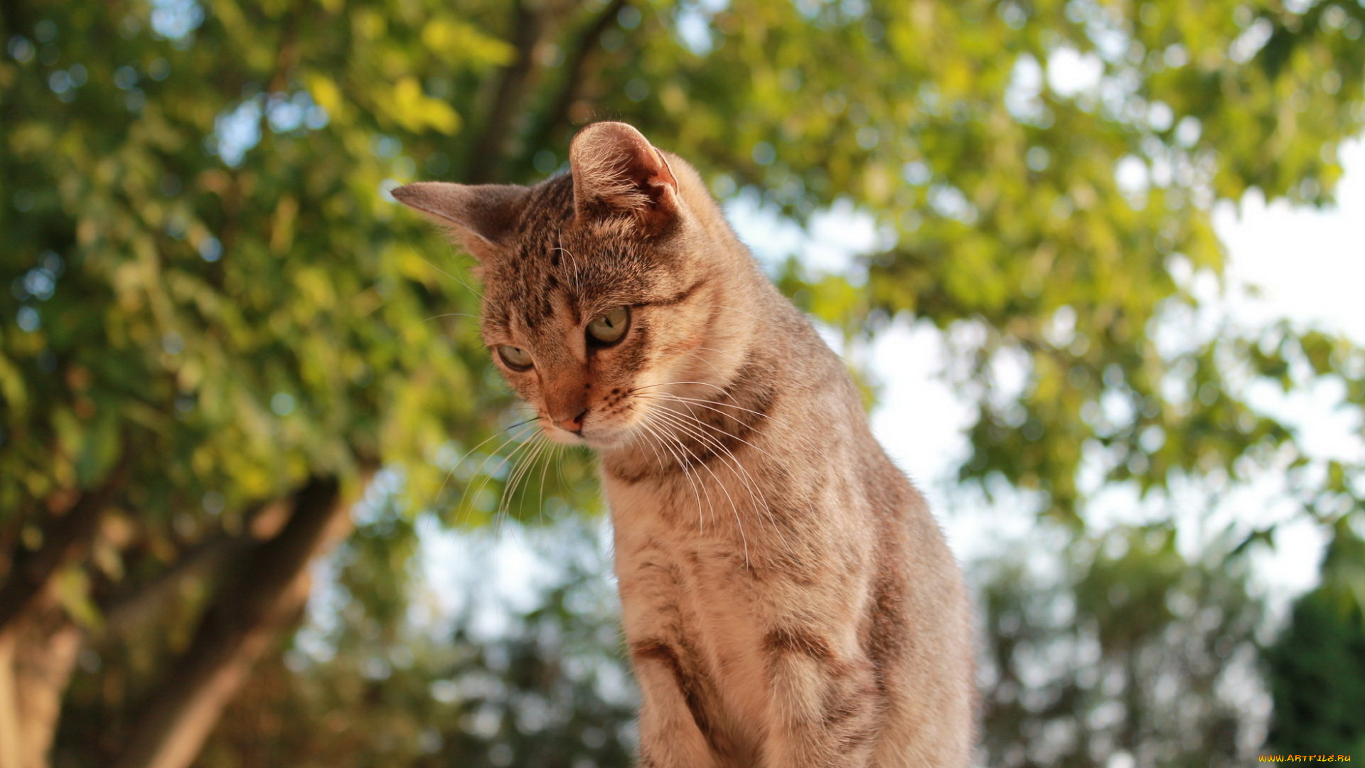 животные, коты, зелень, смотрит, дерево, рыжий, кот