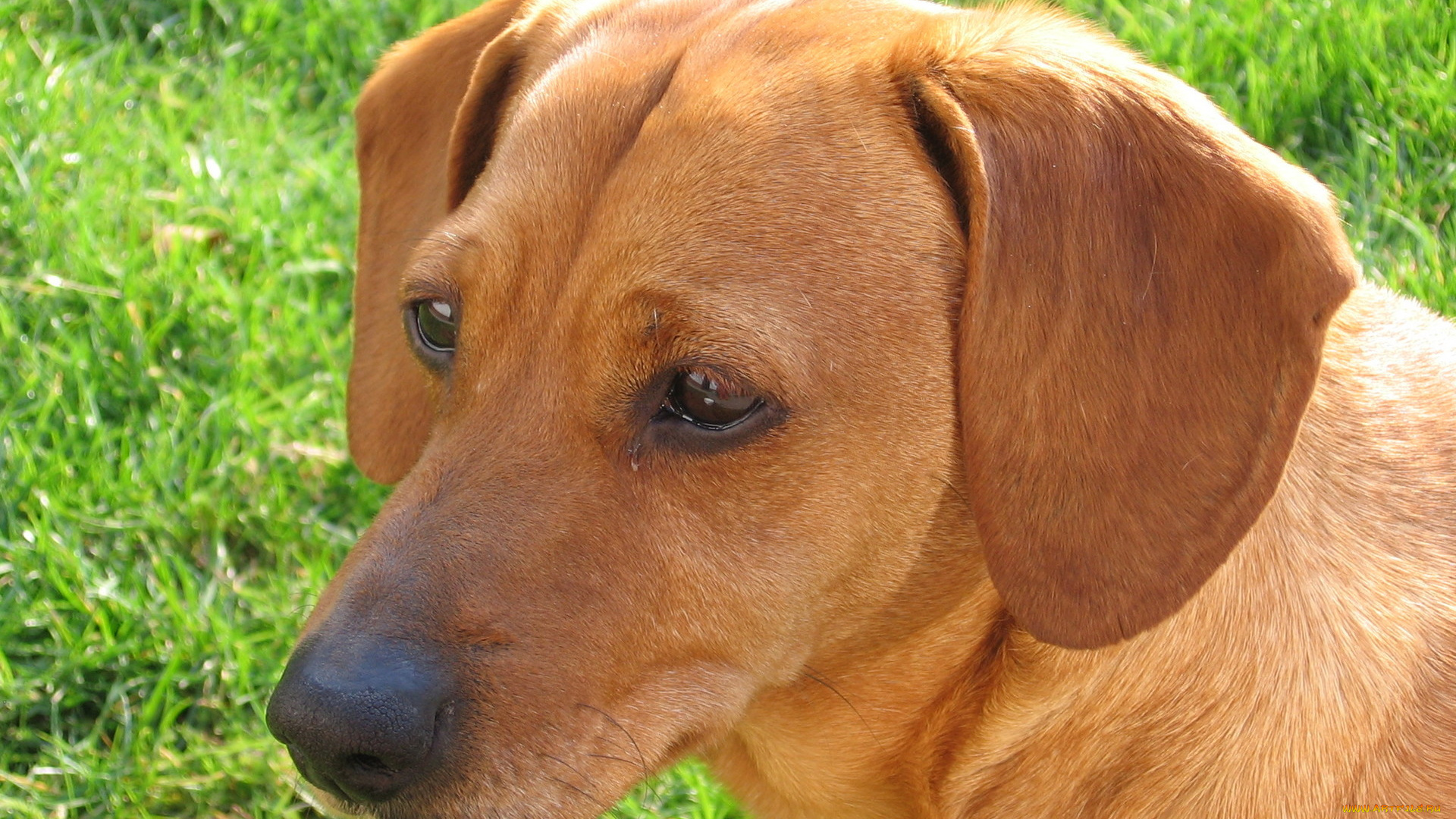 животные, собаки, крупный, план