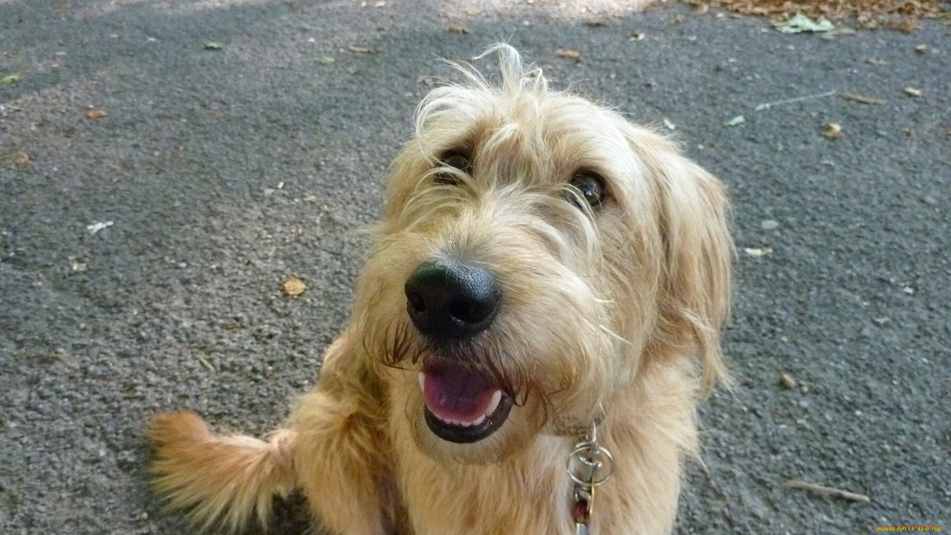 животные, собаки, лохматый