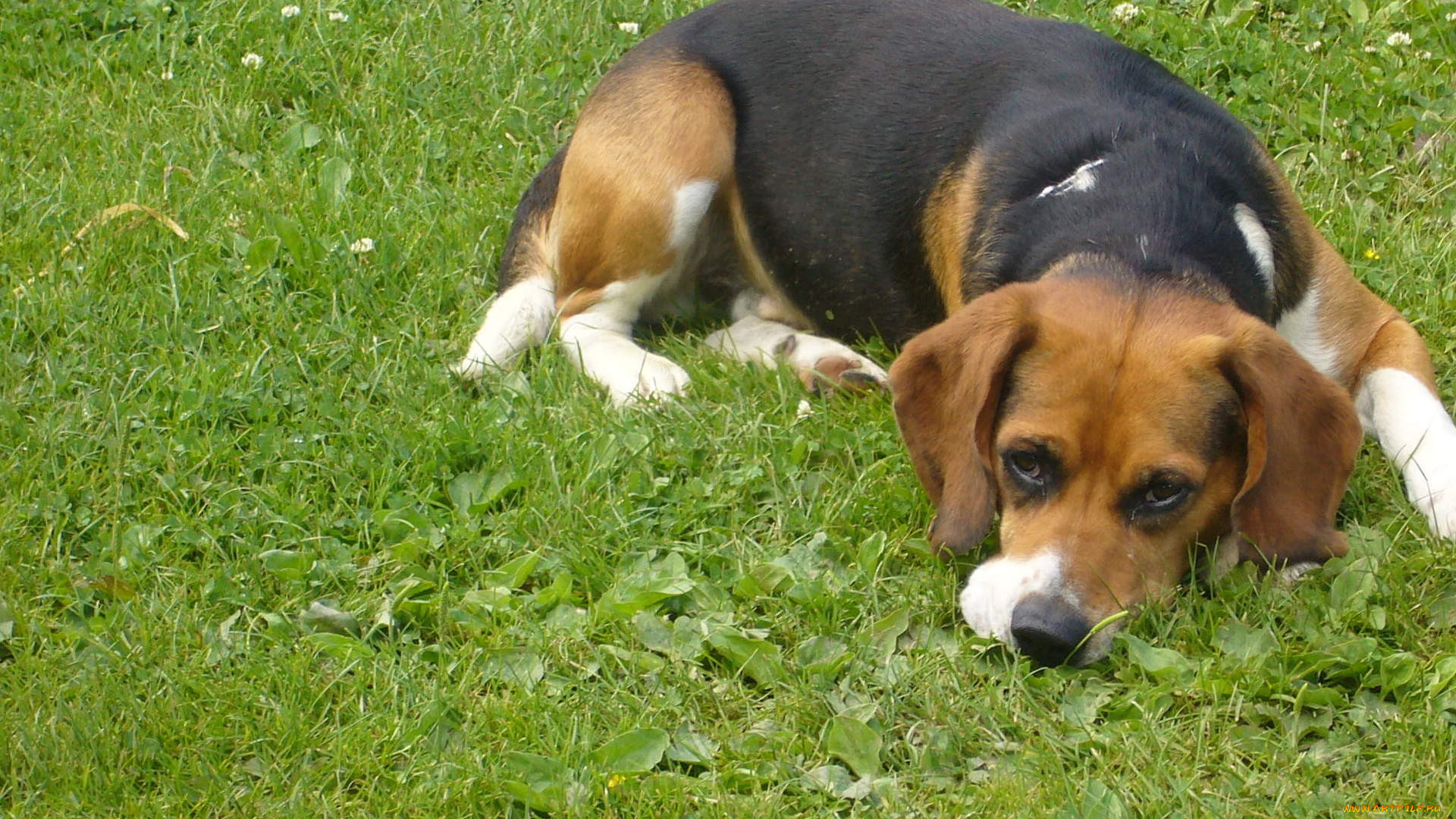 животные, собаки, трава, собака, грусть