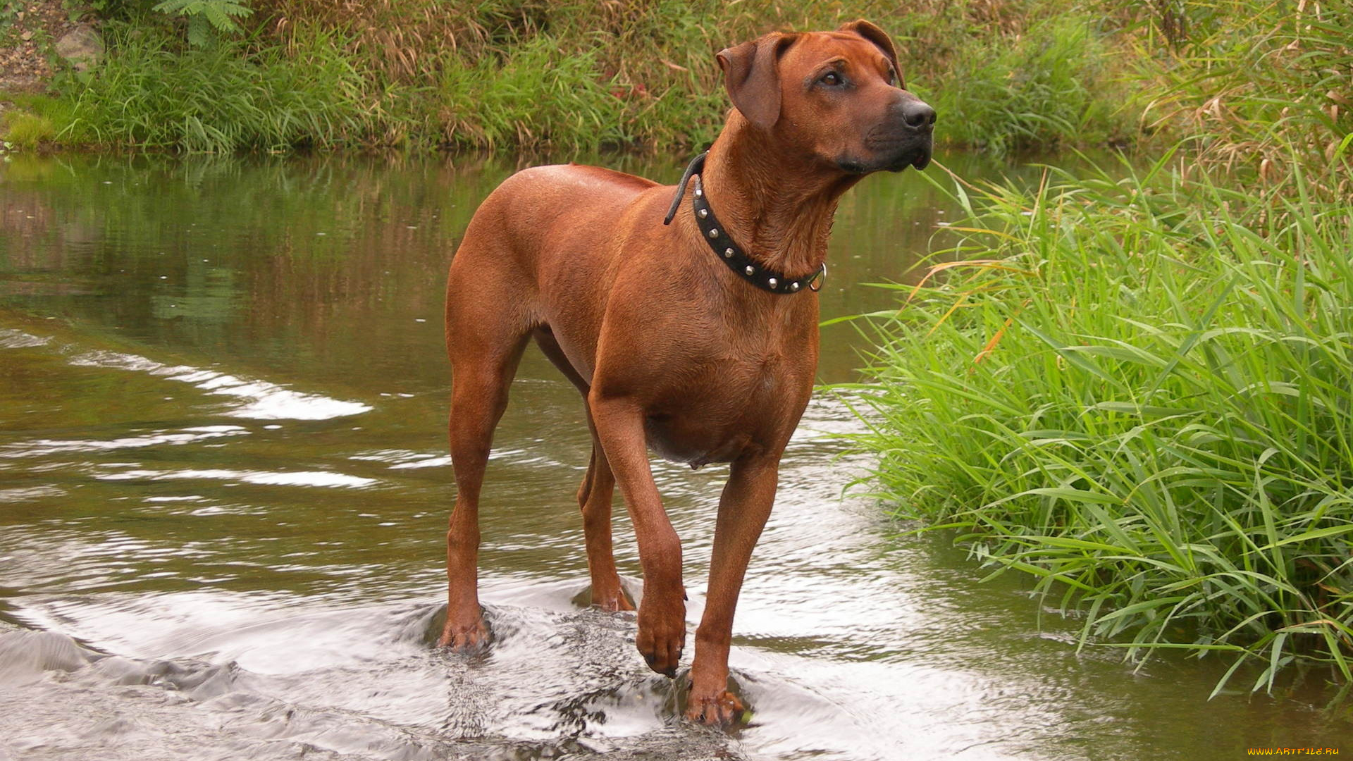 животные, собаки, вода, трава, ошейник
