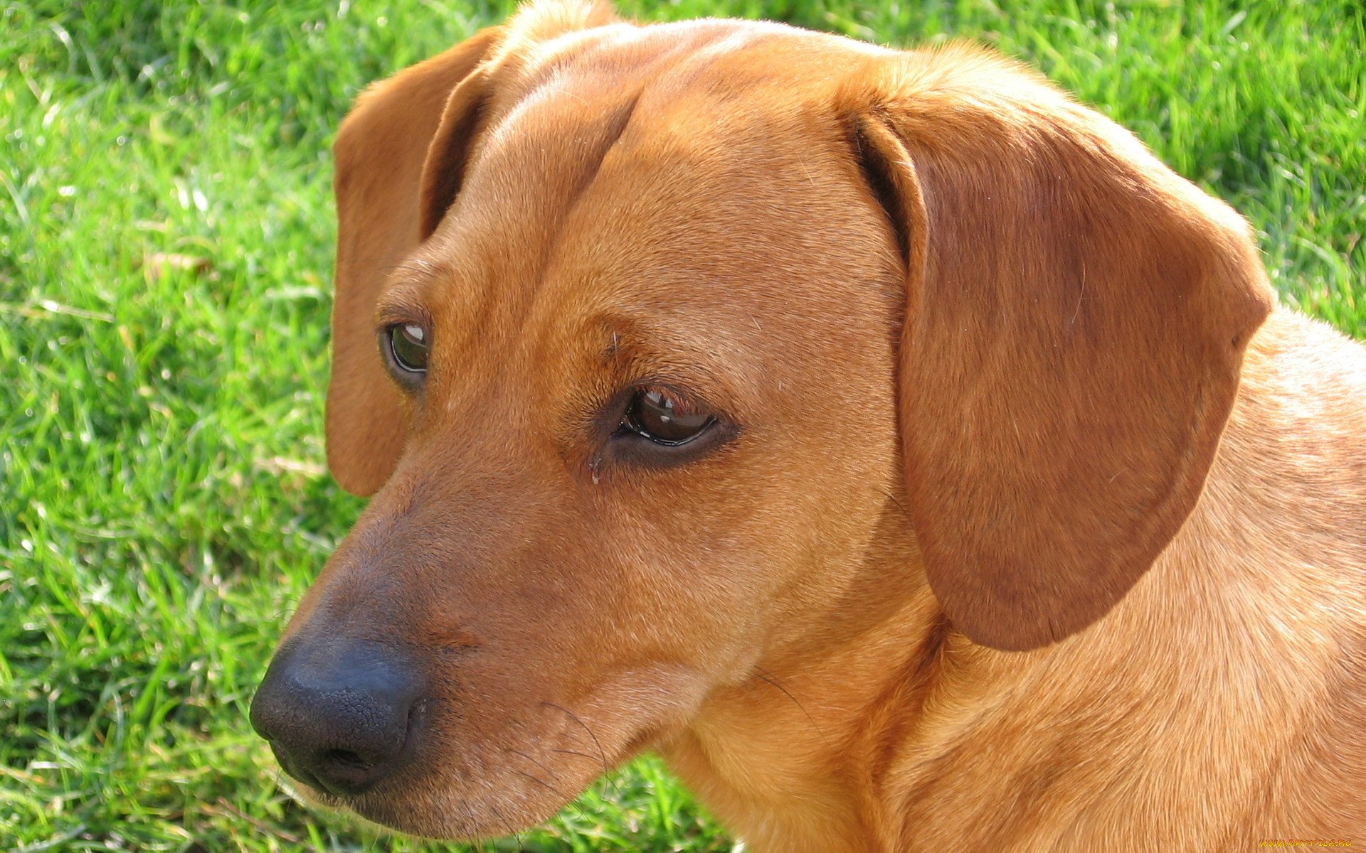 животные, собаки, крупный, план