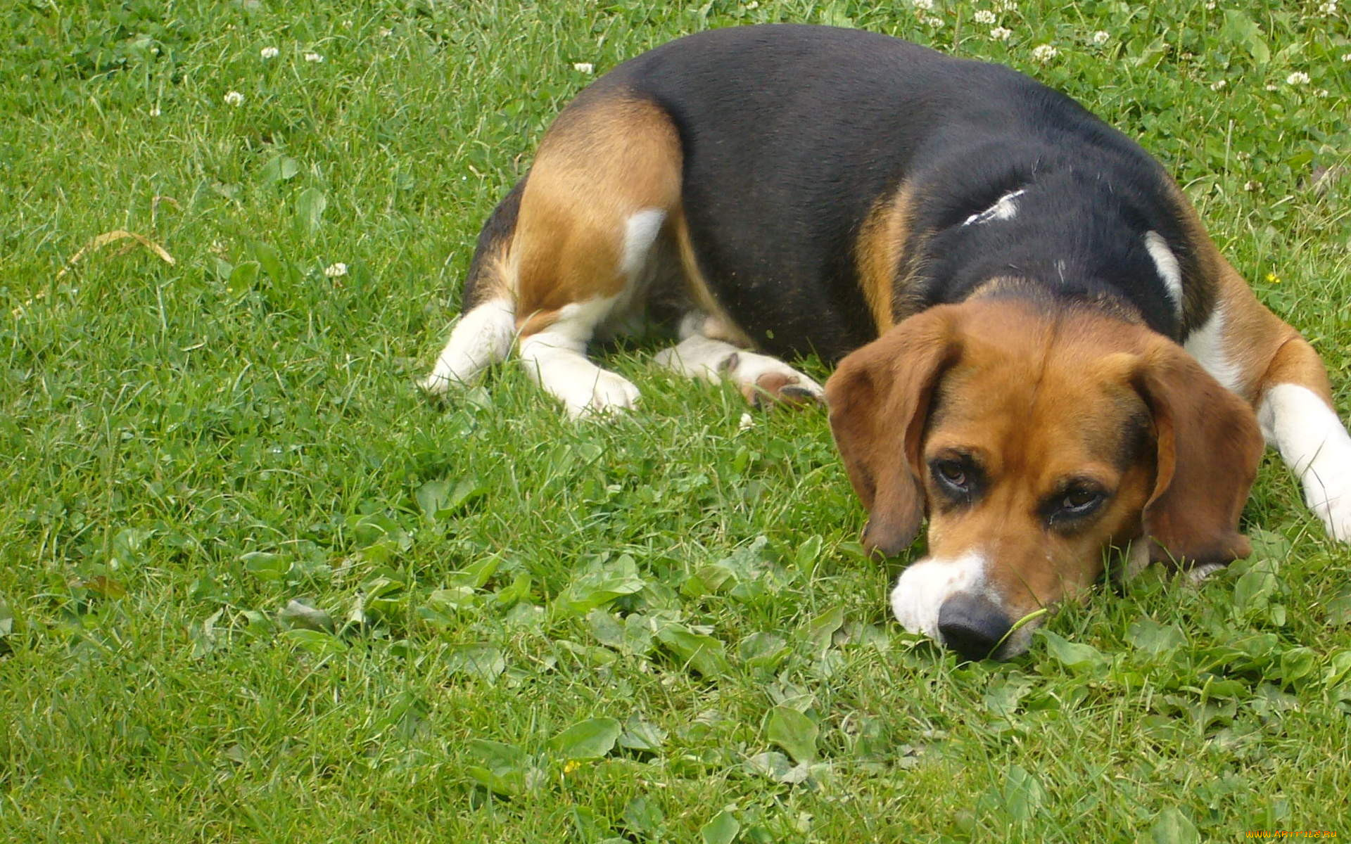 животные, собаки, трава, собака, грусть