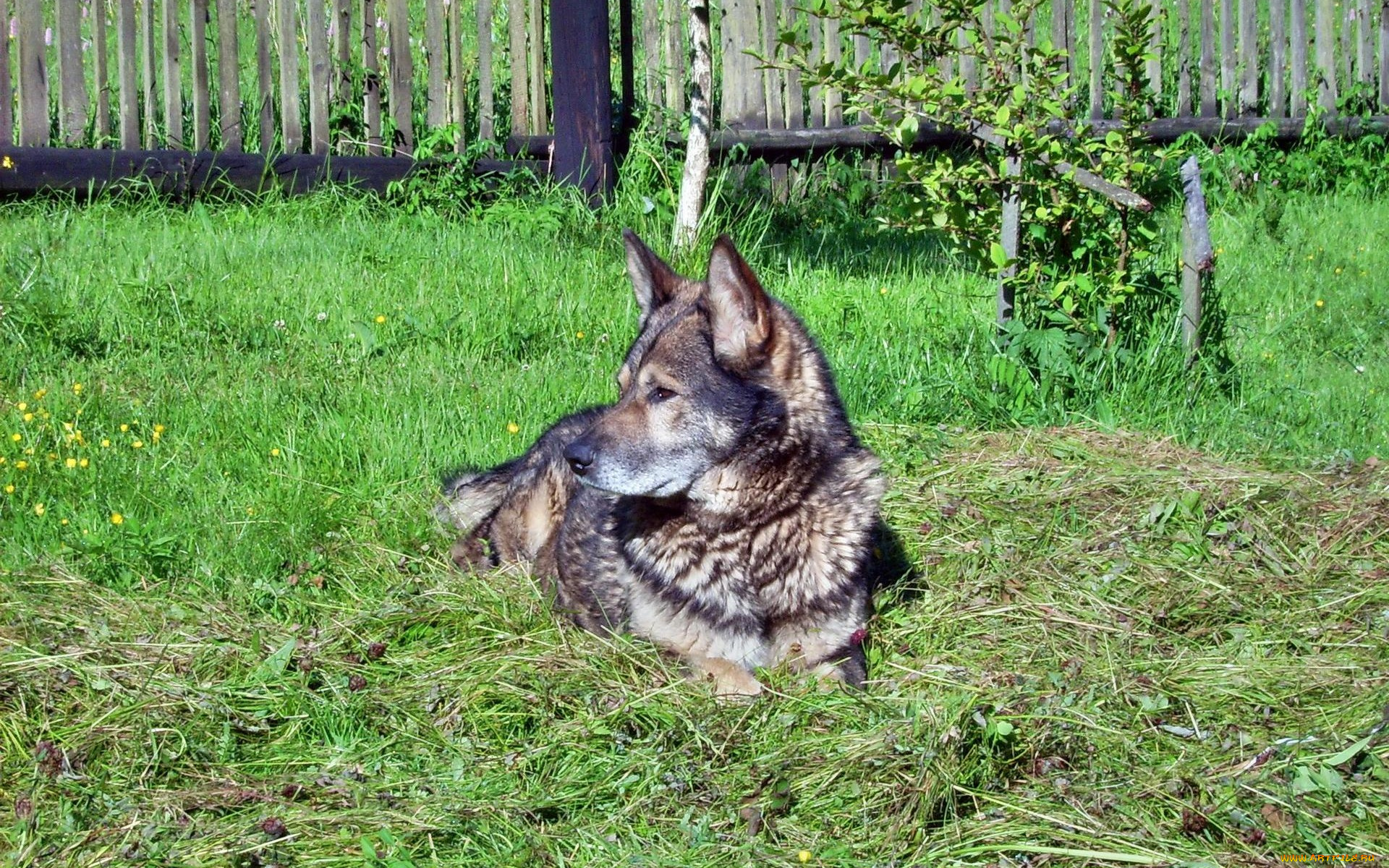 животные, собаки, заюор, трава, кусты