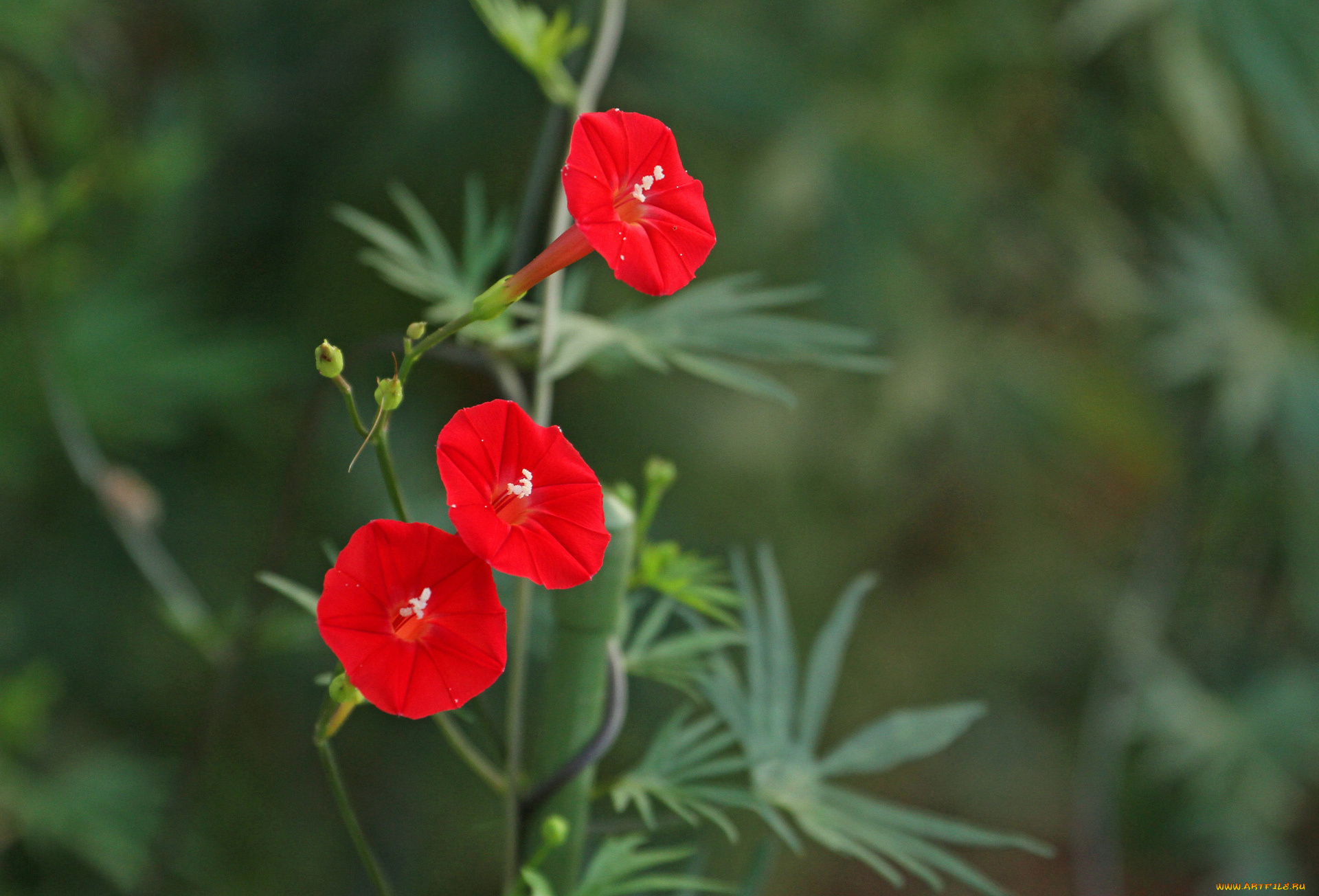цветы, вьюнки, ипомеи