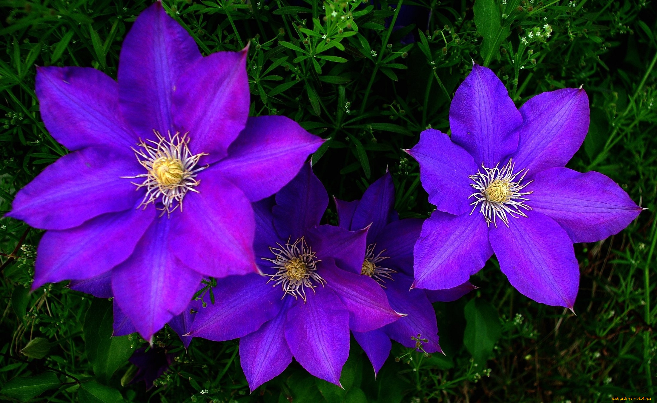 цветы, клематис, ломонос, фиолетовый