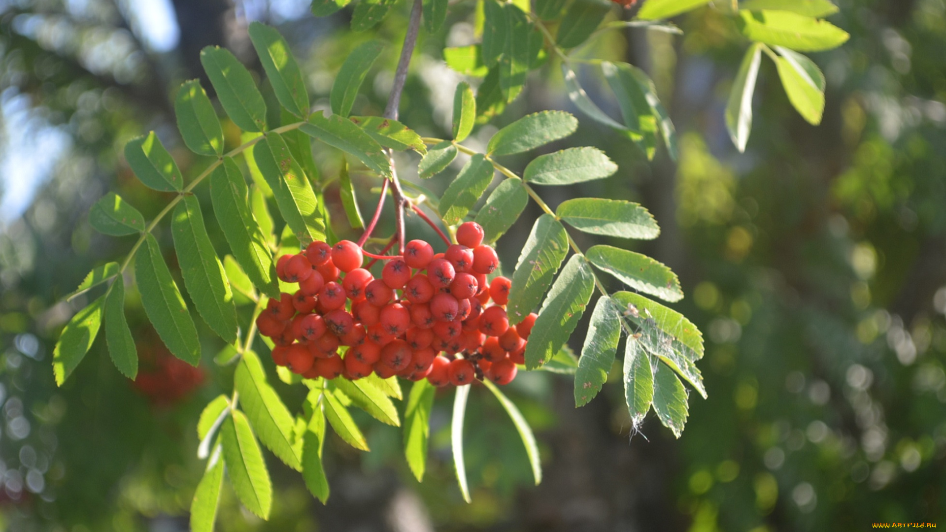 природа, Ягоды, , рябина, ягоды, лето