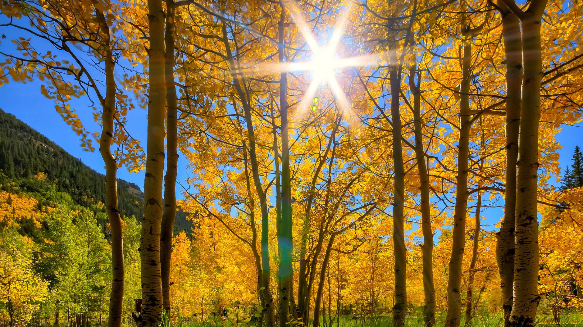 природа, деревья, горы, трава, осень, лучи, солнце, березы