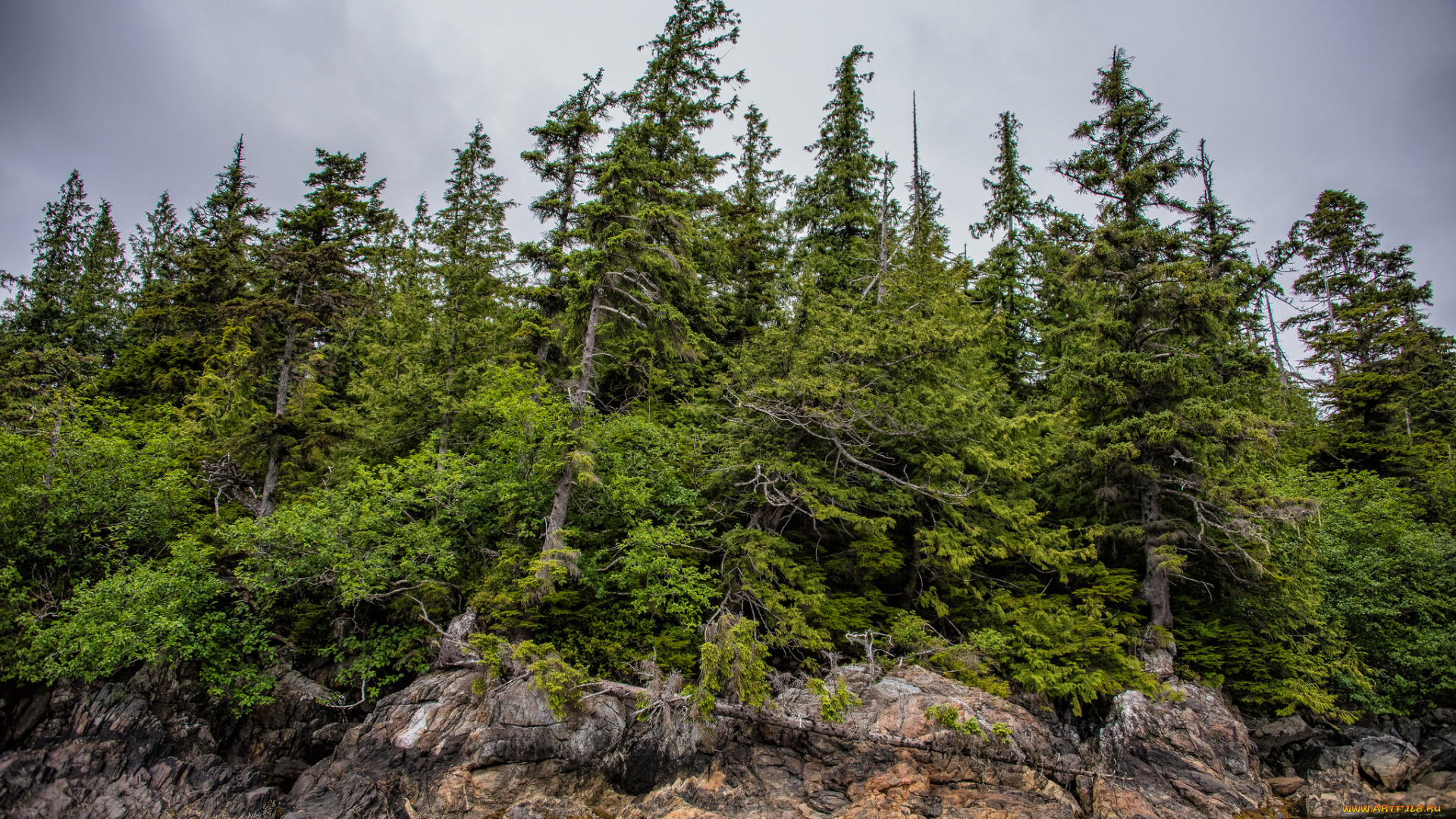 природа, лес, деревья, ели