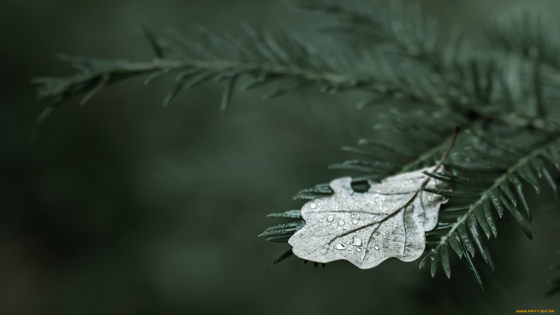 природа, листья, marco, вода, листочек, капли, капля, роса