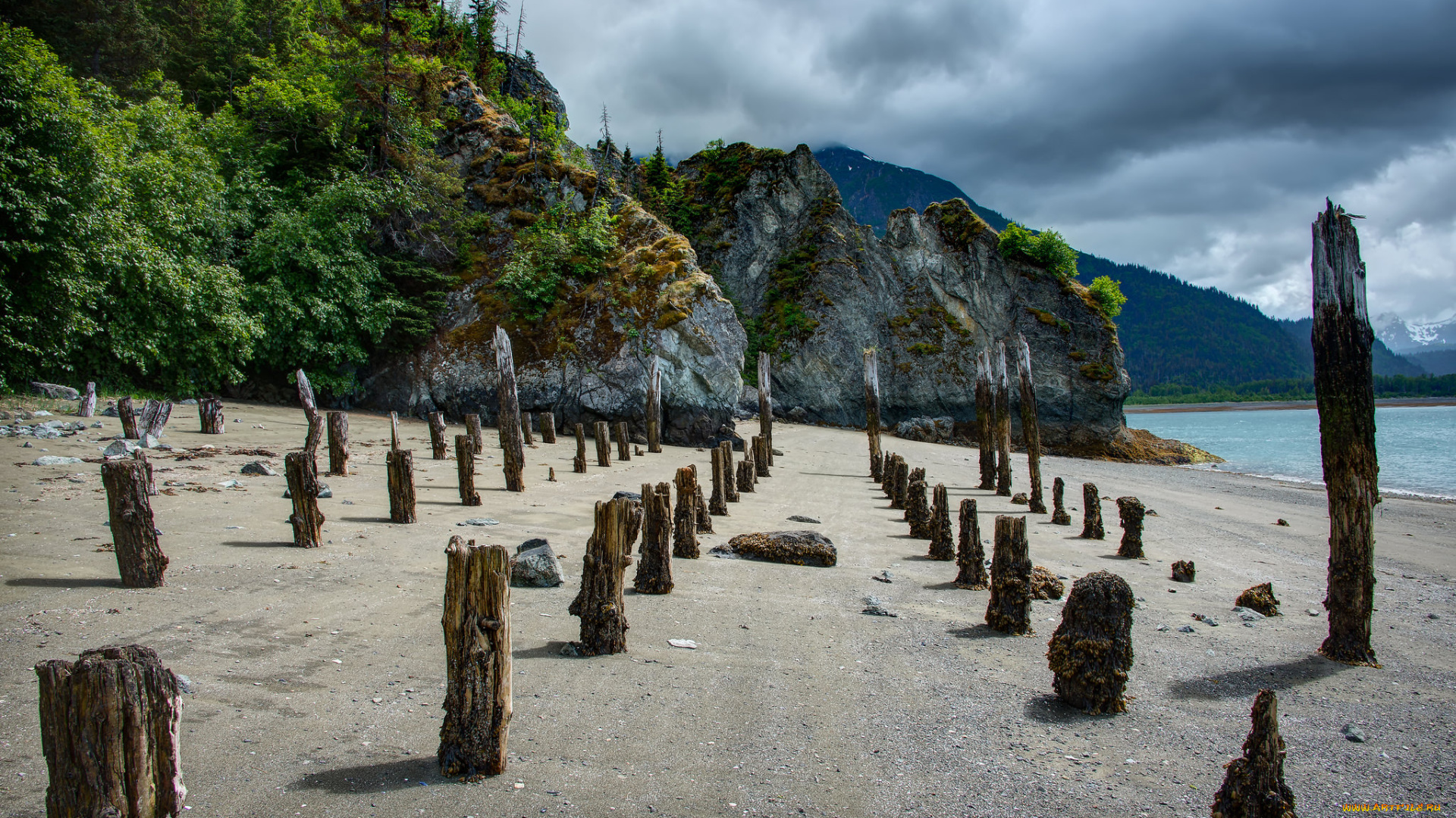 природа, побережье, берег, пни