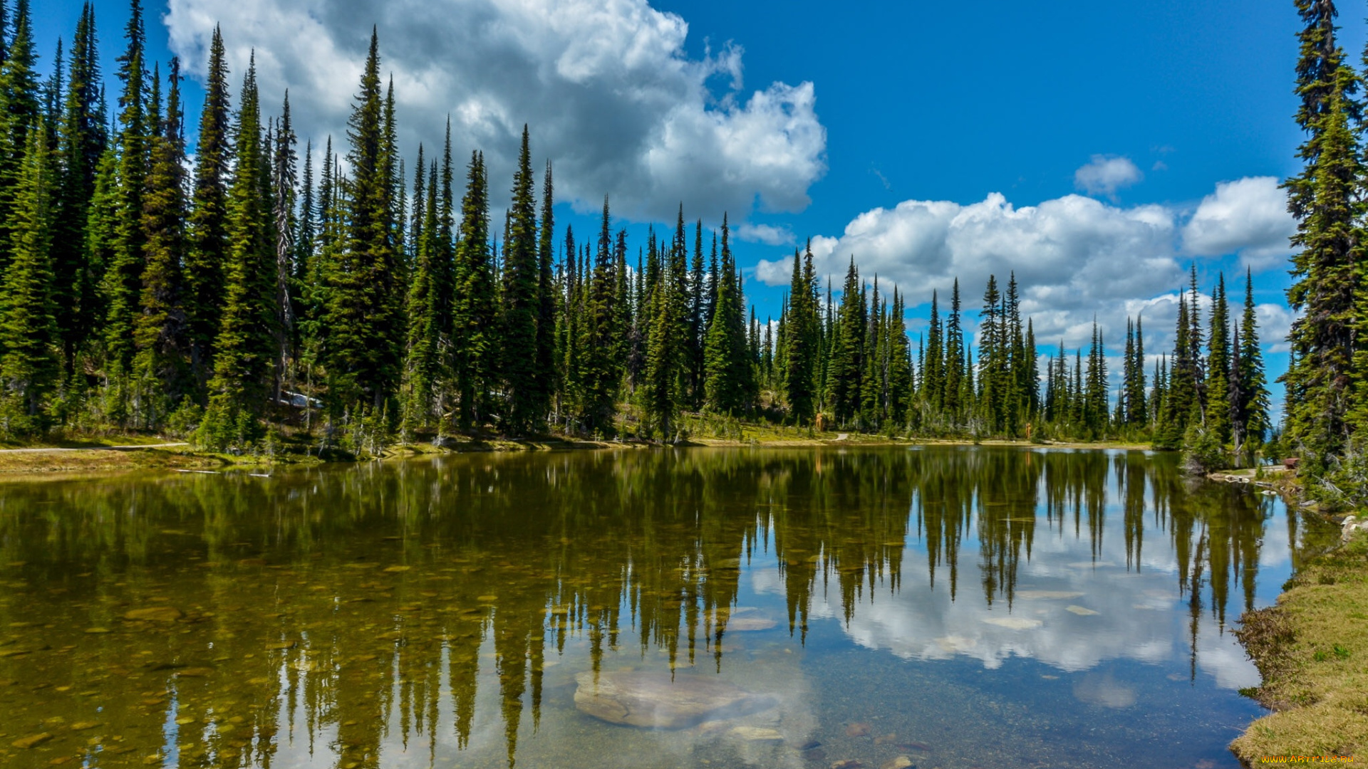 природа, реки, озера, лес, река