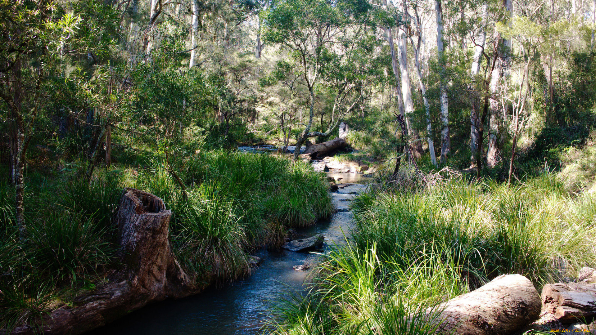 природа, реки, озера, лес, ручей