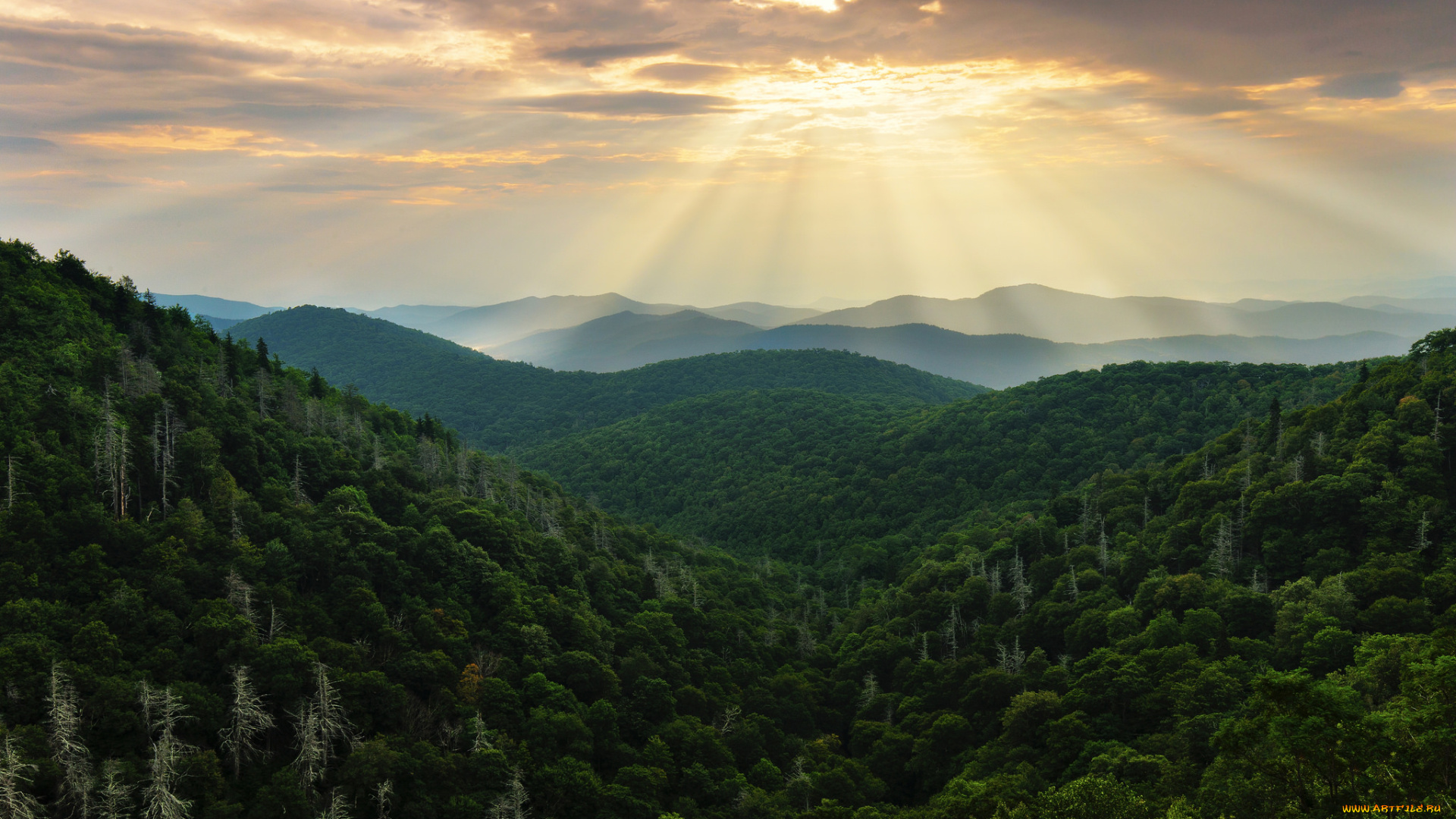 природа, восходы, закаты, хвойный, лес, небо, лучи