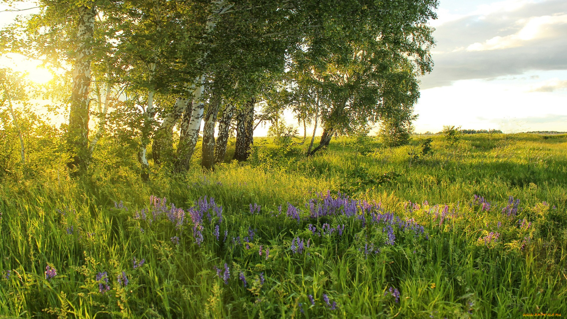природа, восходы, закаты, лето, солнце, березы, деревья, трава, цветы, зелень, луг, поле