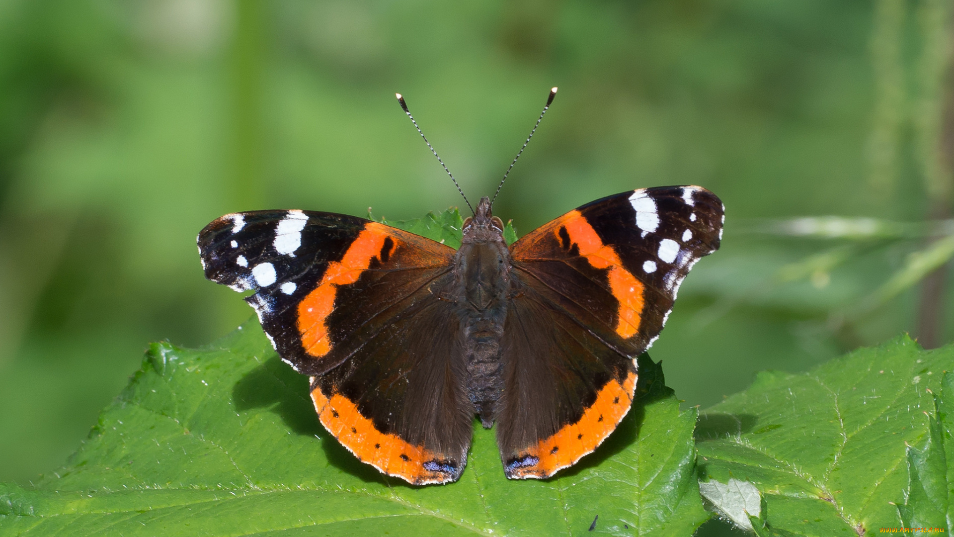 животные, бабочки, , мотыльки, , моли, бабочка