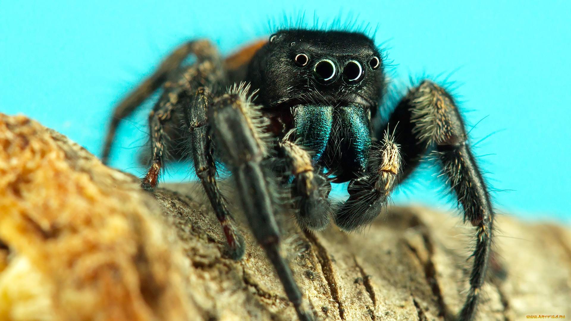 животные, пауки, паучок